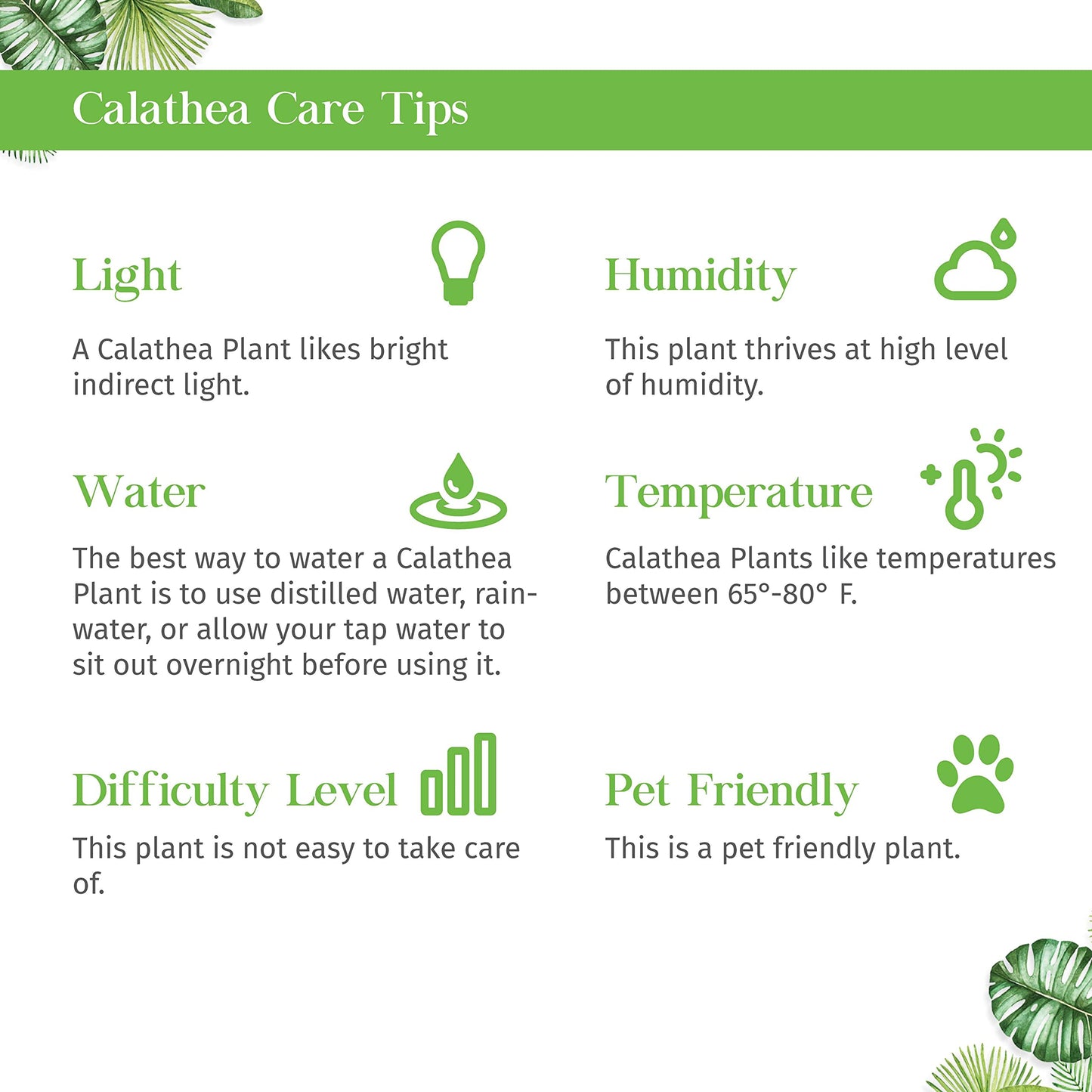 Calathea roseopicta Silvia Live Plant for Indoor | Different Houseplants in 4'' & 6'' Pot | Real House Plant for Living Room, Office, Desk & Bathroom | Prayer Plant