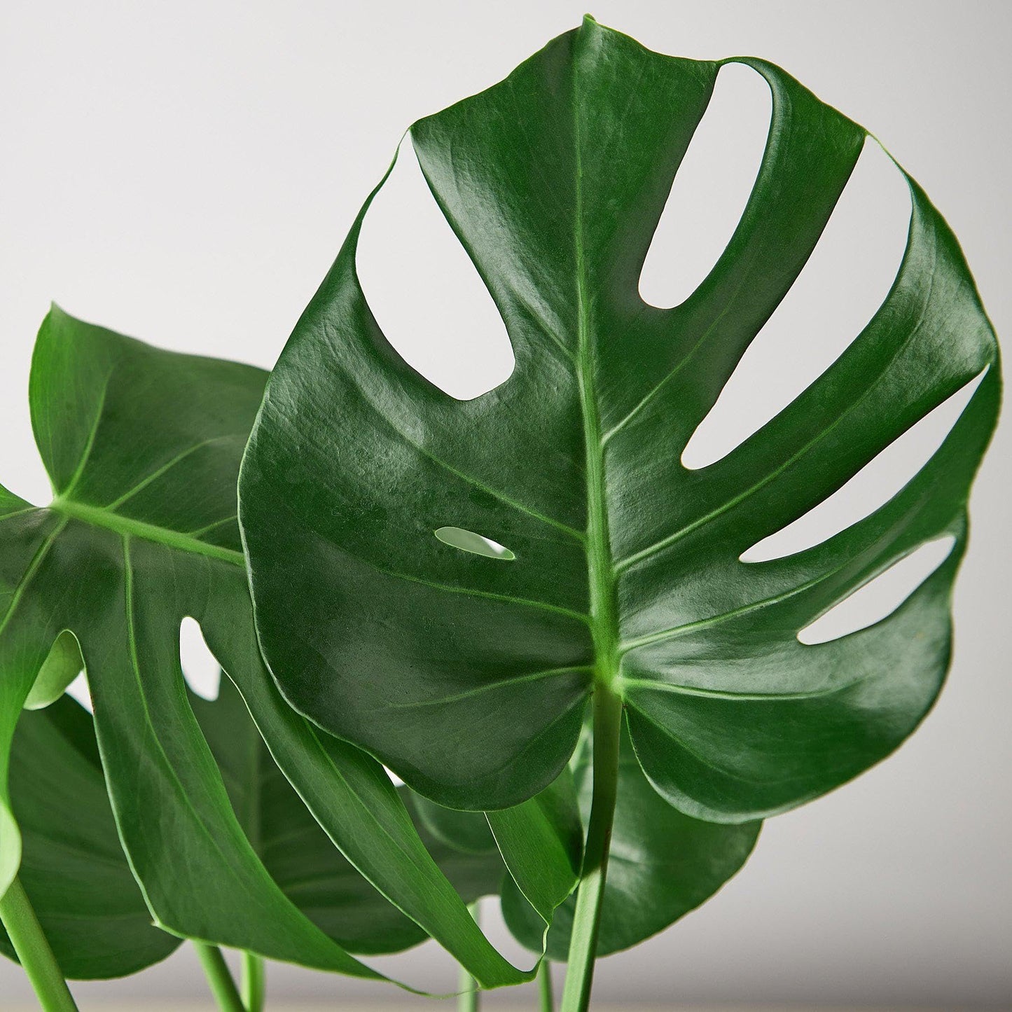 10 Pack Philodendron Monstera Split-Leaf in 4in Pot - Live Plants Tropical Houseplants | Variegated | USA Growers | The Snobby Leaf