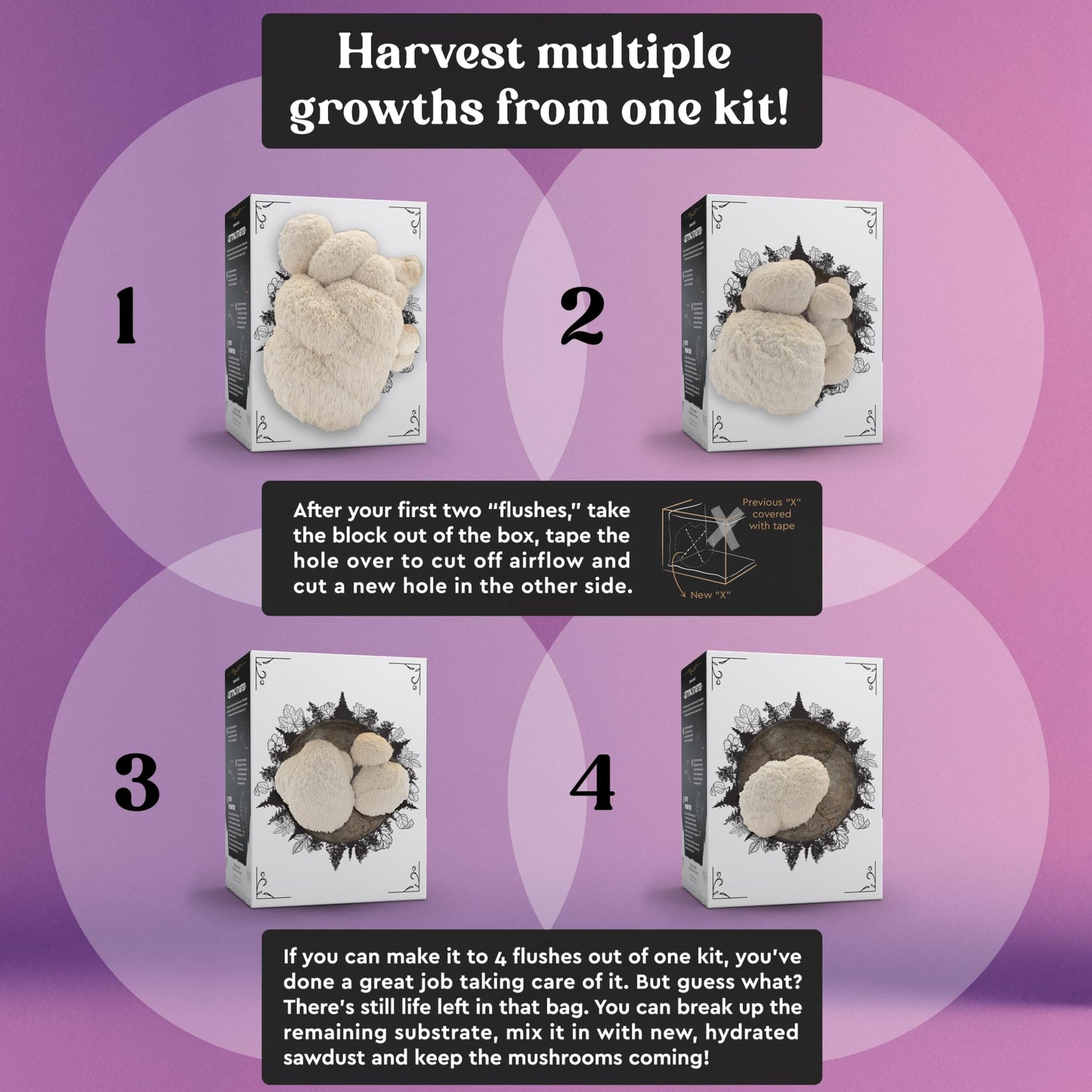 Hodgins Harvest Organic Lion's Mane Mushroom Growing Kit - Indoor Gardening Kit for Fresh Gourmet Mushrooms - Easy to Grow at Home - Holiday Gift for Garden Lovers & Foodies - Grown in USA - 3.5 lb