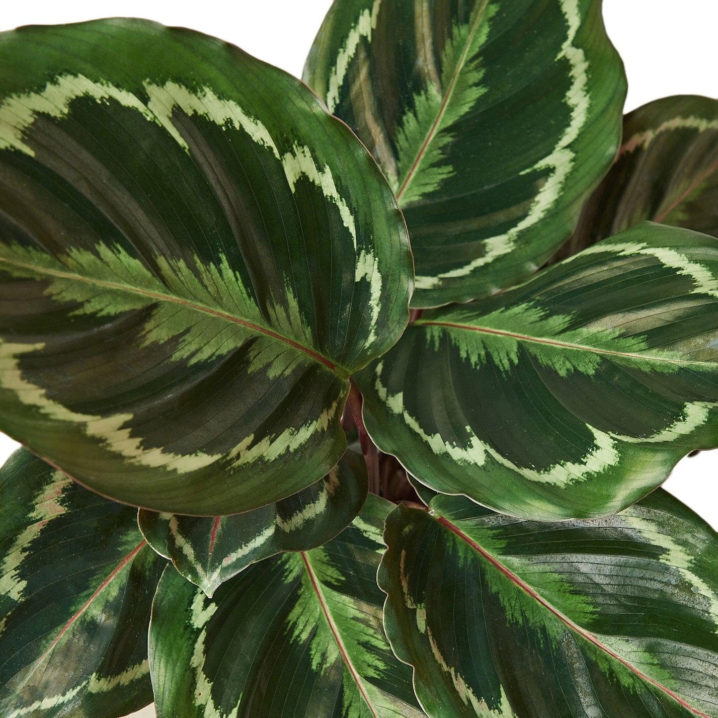 Calathea Roseopicta 'Medallion' | Live Plant for Indoor & Outdoor | for Living Room, Office, Bathroom | (6" Pot)