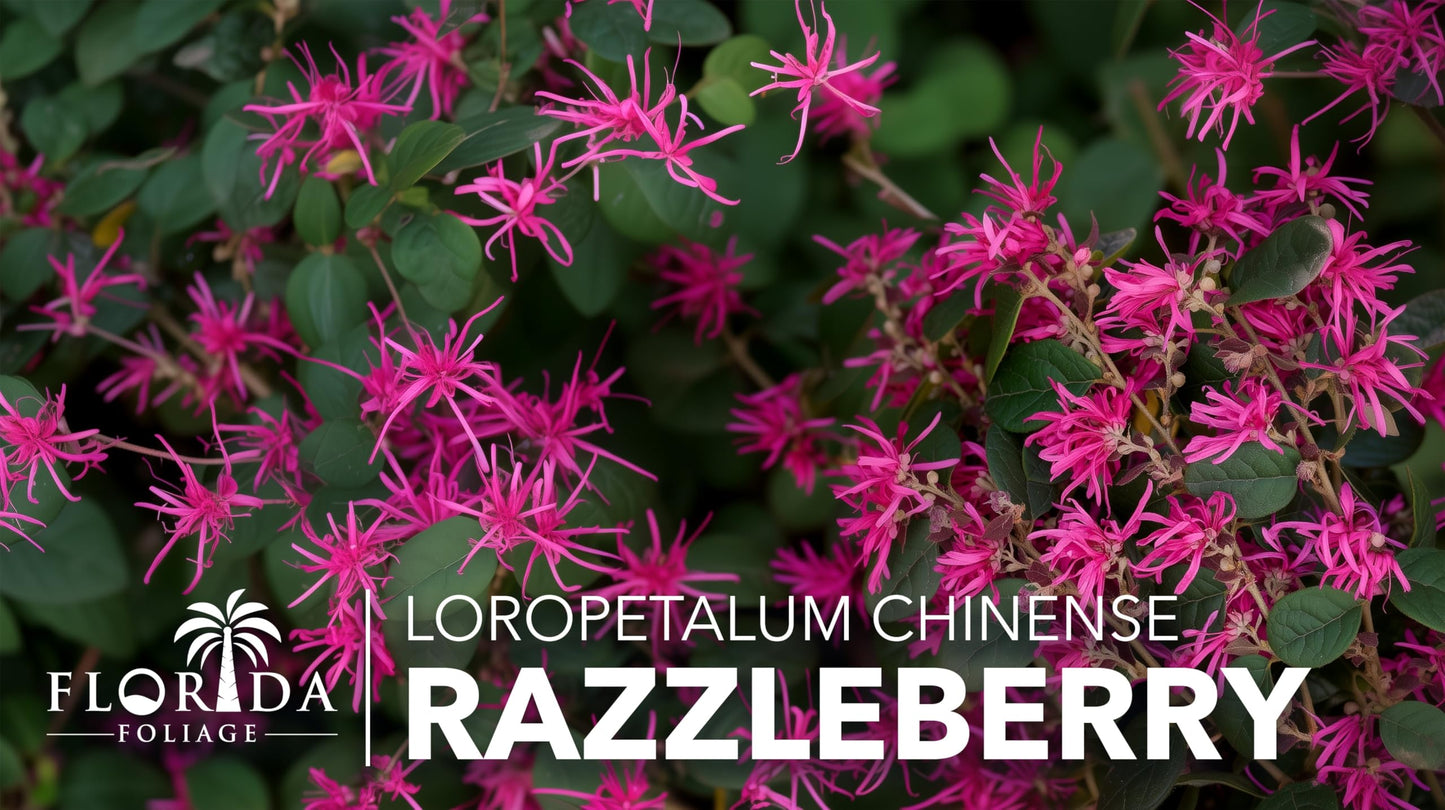 Loropetalum Razzleberry | 3 Live Plants | Loropetalum Chinense | Evergreen Shrub | Vibrant Pink Flowers | Fast Growing | Low Maintenance | Ornamental Bush | Outdoor Landscaping