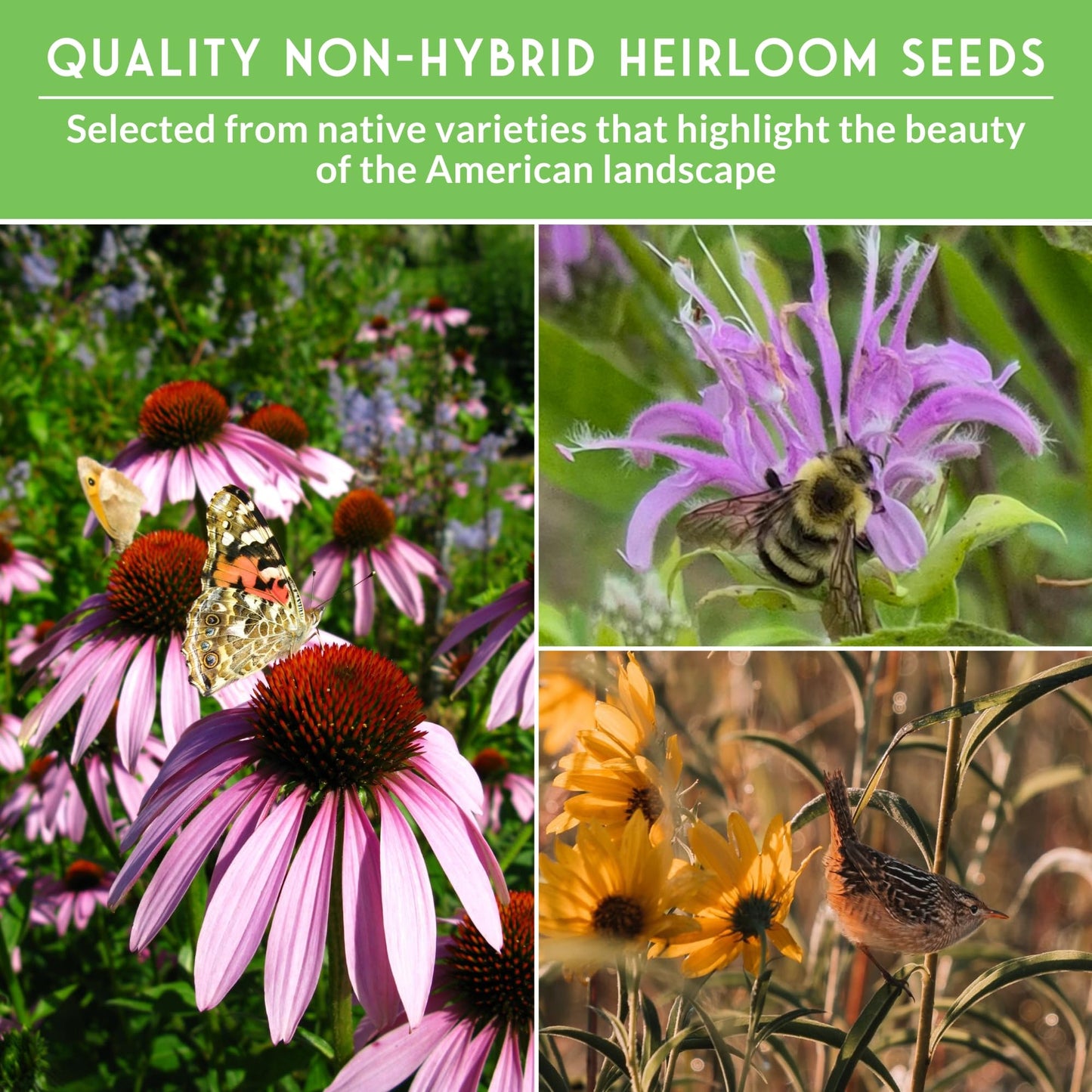 Native Wildflower Seeds for Planting 24 Variety Pack – Perennial & Annual North American Flowers for Butterfly & Bee-Friendly Pollinator Gardens – Non-GMO Heirloom – Survival Garden Seeds