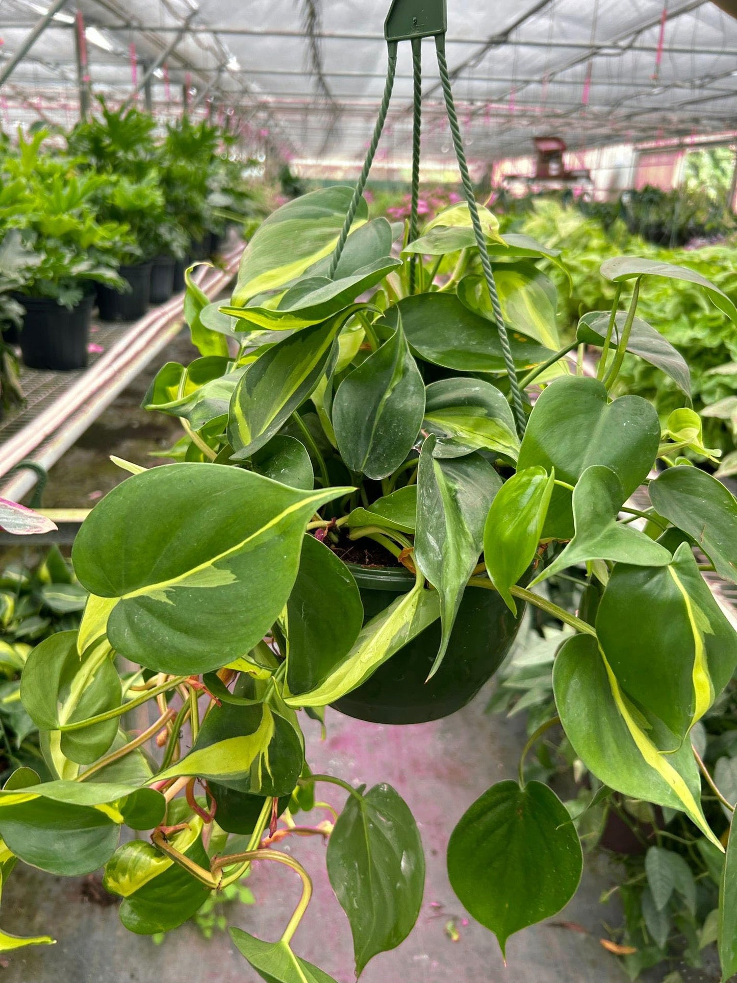 Philodendron 'Brasil' in 4in Pot - Live Tropical Houseplant - Easy to Grow | Air Purifying | Variegated | USA Growers | The Snobby Leaf