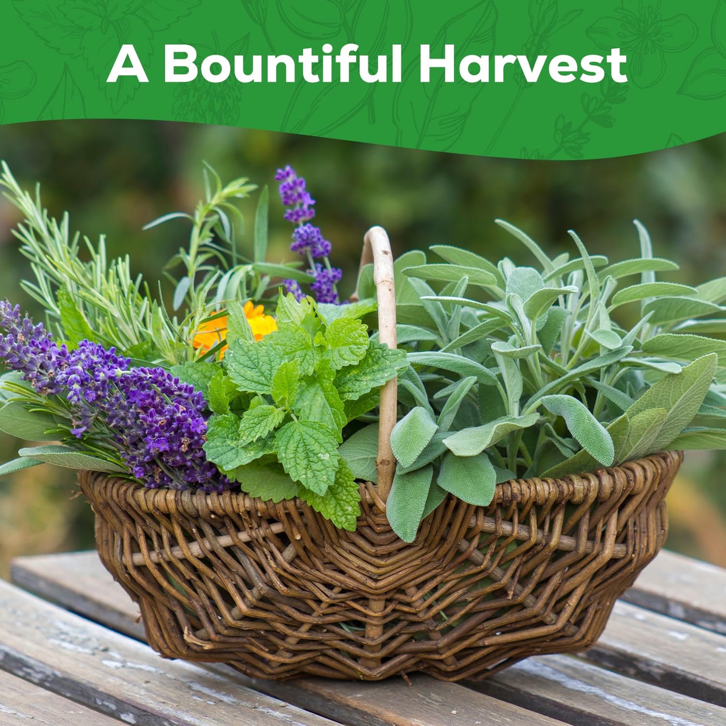 PLANTMEW 10 Herb Seeds Variety Pack - 7,000+ Heirloom Seeds - Basil, Cilantro, Lavender, Parsley, Dill, Thyme, Chives, Oregano, Sage, Herb Garden Kit for Planting Home Garden, Gardening Gift