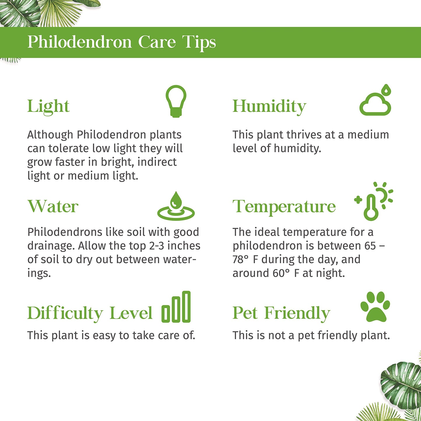 Philodendron Hederaceum Brasil Live Plant for Indoor | Different Houseplants in 3'' Pot | Real House Plant for Living Room, Office, Desk & Bathroom | Cordatum Brasil Cordatum