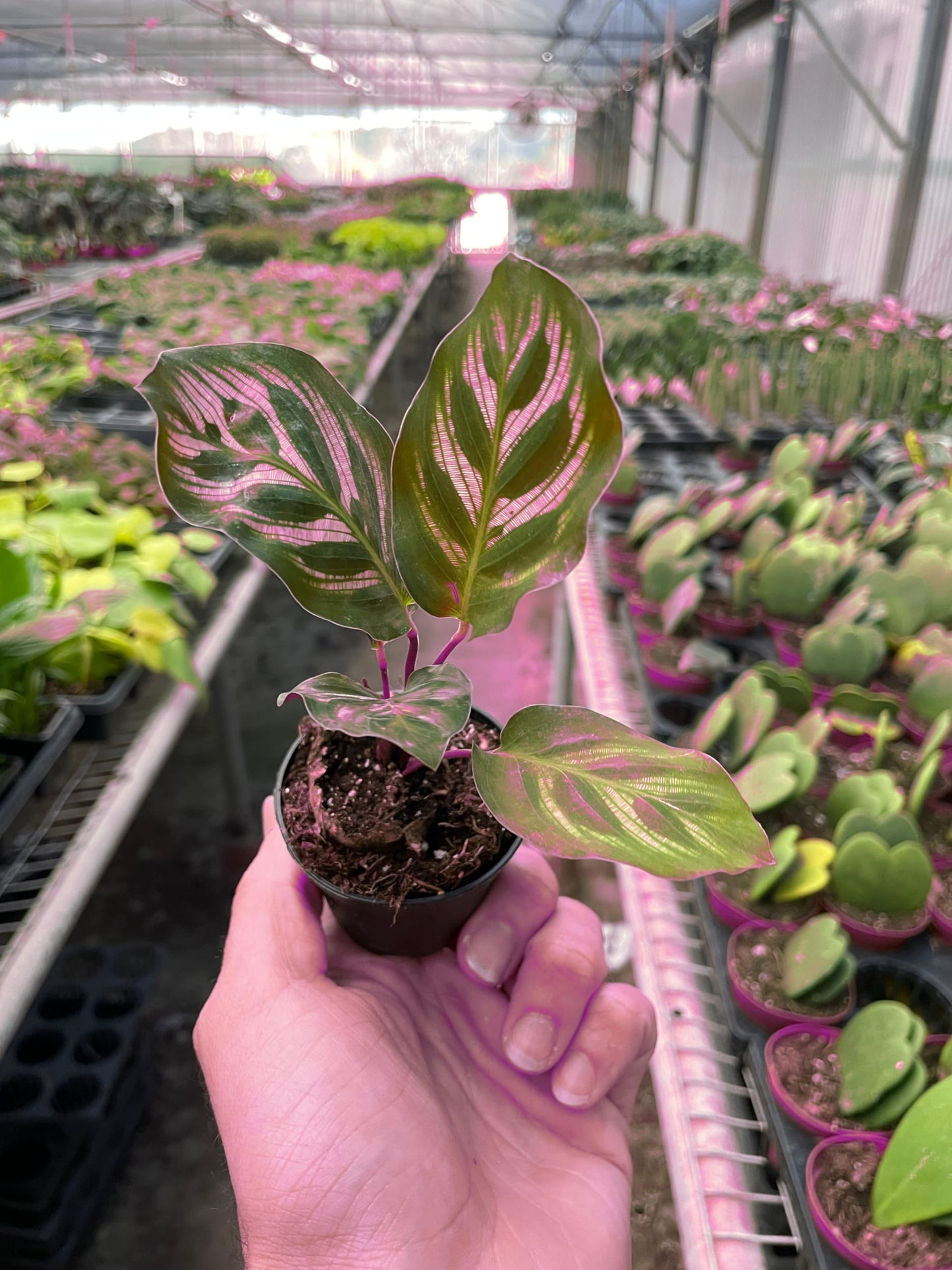 2 Pack Calathea 'Makoyana' in 6in Pot - Live Tropical Houseplant - Easy to Grow | Air Purifying | Pet Friendly | Variegated | USA Growers | The Snobby Leaf
