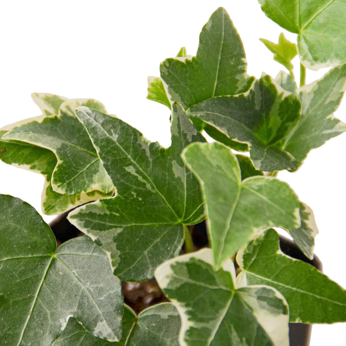 English Ivy 'Glacier' | Live Plant for Indoor & Outdoor | for Living Room, Office, Bathroom | (4" Pot)