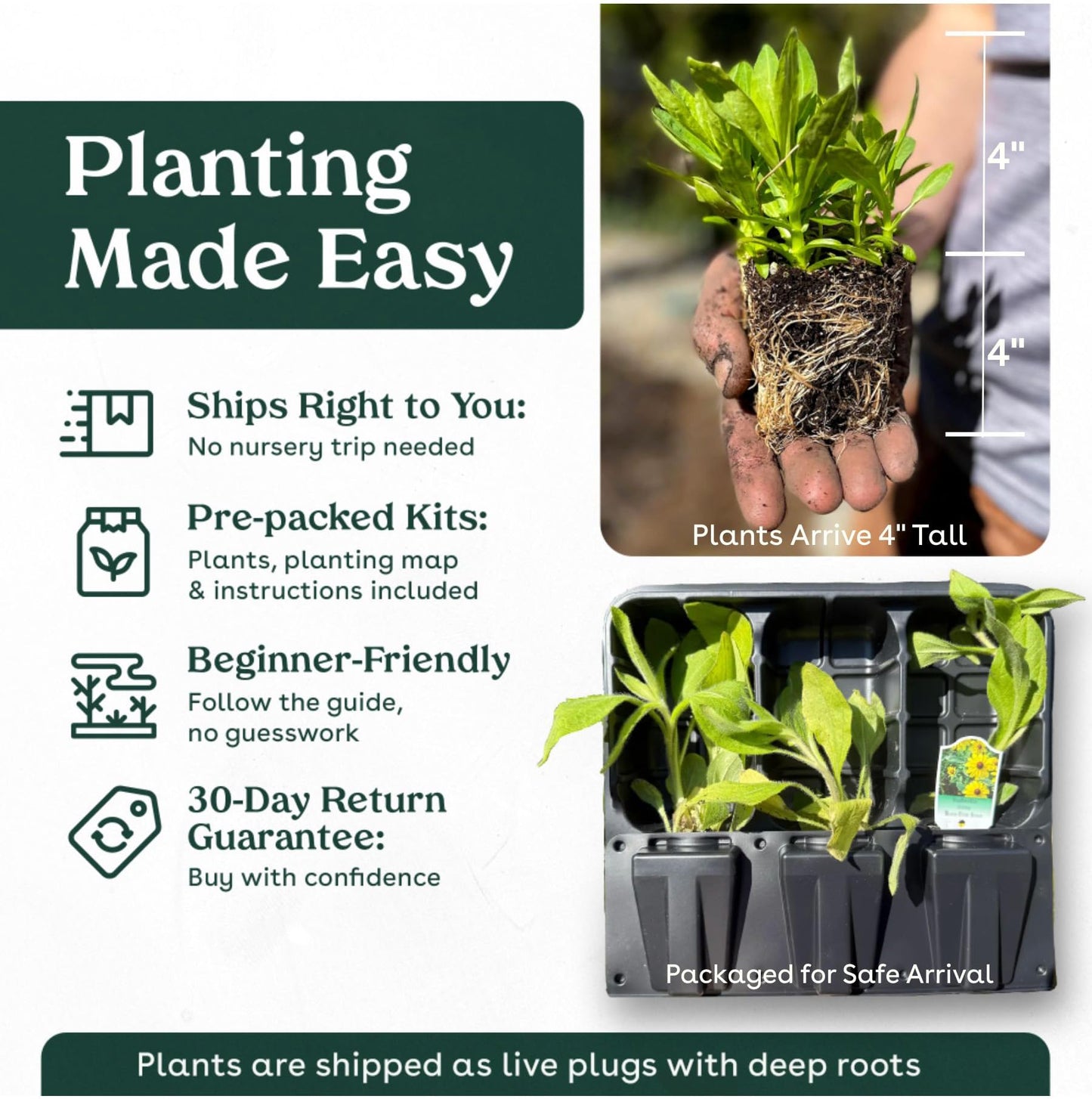 Narrowleaf Milkweed 6 Live Plants (Asclepias fascicularis) – California Native Wildflower for Outdoor Gardens, Monarch Butterfly Host Plant, Drought Tolerant Pollinator Friendly Landscaping
