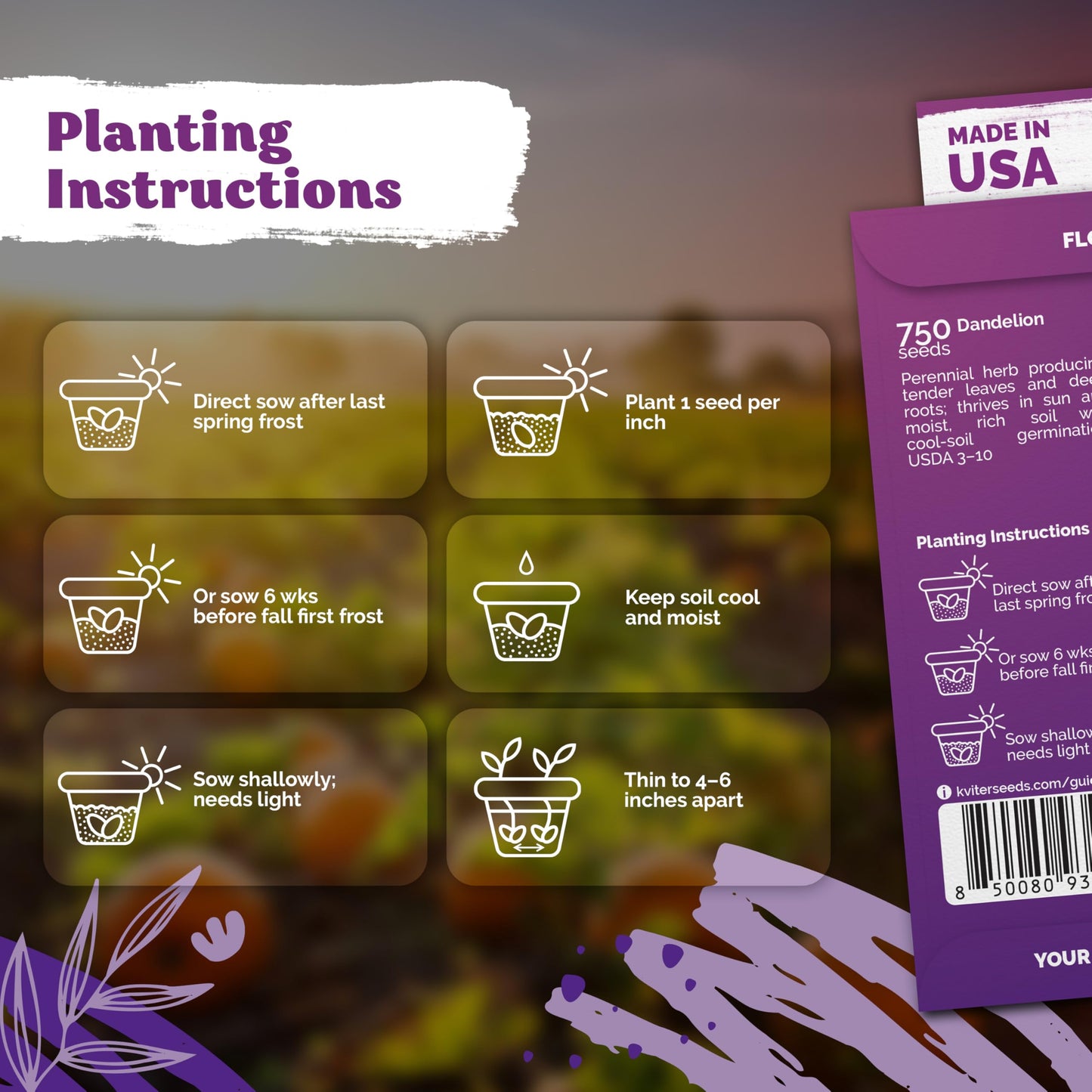 KVITER 750 Dandelion Seeds for Planting (Taraxacum officinale)– Dandelion Greens Flower Seed Starting – Edible Plants, Herb Grower, Medicinal Herbs Seeds Outdoor & Indoor Herb Garden, Containers