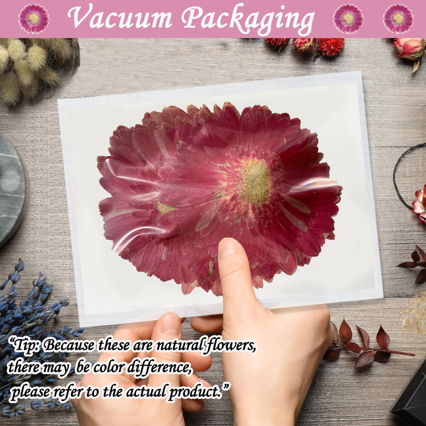 ALJ Rose Red Dried Pressed African Daisy for Resin Crafts Embellishment, Large Size Natural Sunflowers, Barberton Daisy for DIY Jewellery Candle Making Phone Case Home Wedding Decor (3.14-3.54IN)