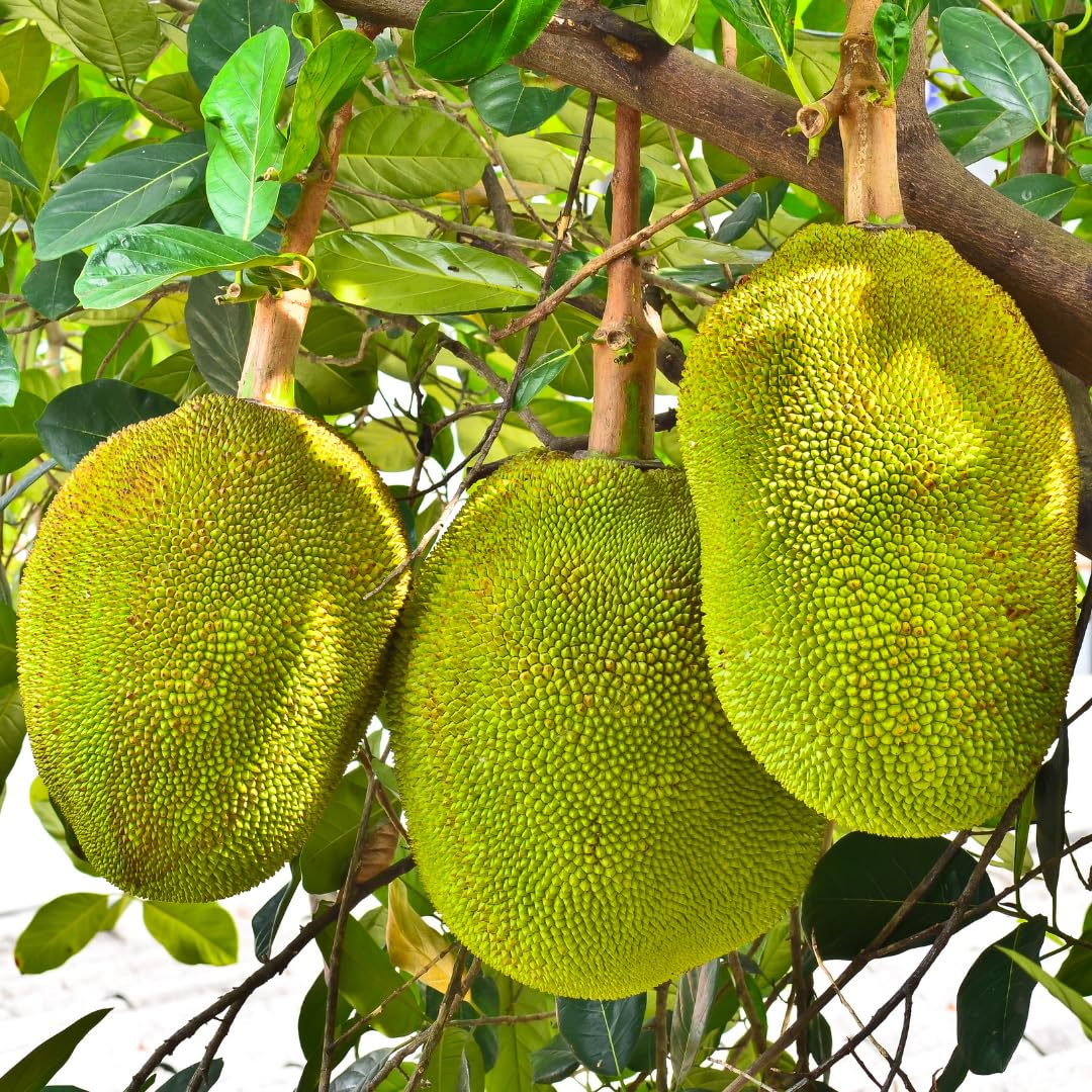 Live Jackfruit Tree Plant, Sweet Jackfruit Tree, Hardy Fruit Seedling, 2-3 Feet Tall for Outdoor Planting