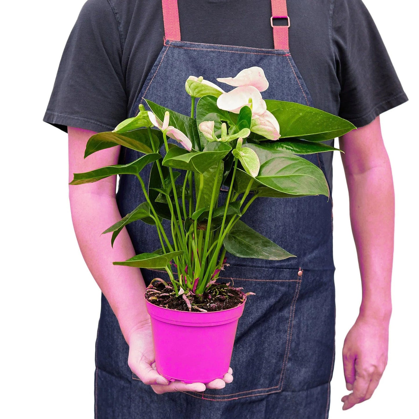 6 Pack Anthurium 'White' in 6in Pot - Live Tropical Houseplant - Easy to Grow | Variegated | USA Growers | The Snobby Leaf