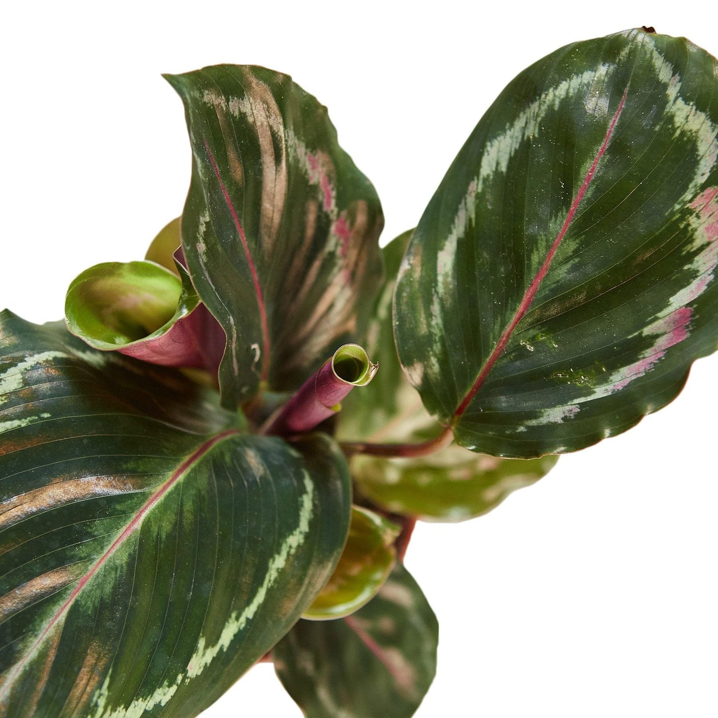 5 Pack Calathea Roseopicta 'Medallion' in 4in Pot - Live Plants Tropical Houseplants | Variegated | USA Growers | The Snobby Leaf