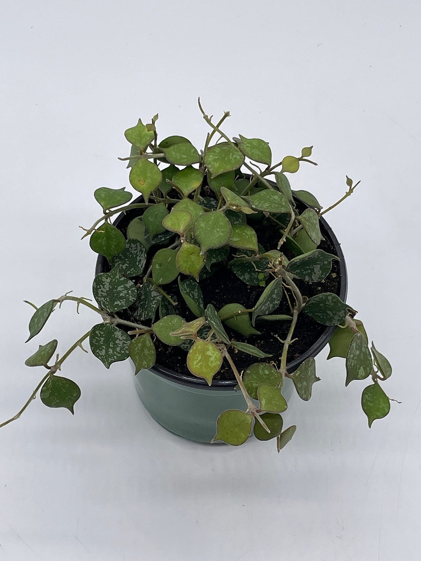 BubbleBlooms Hoya Curtisii, Very Rare Limited Live Plant, in 4 inch Pot