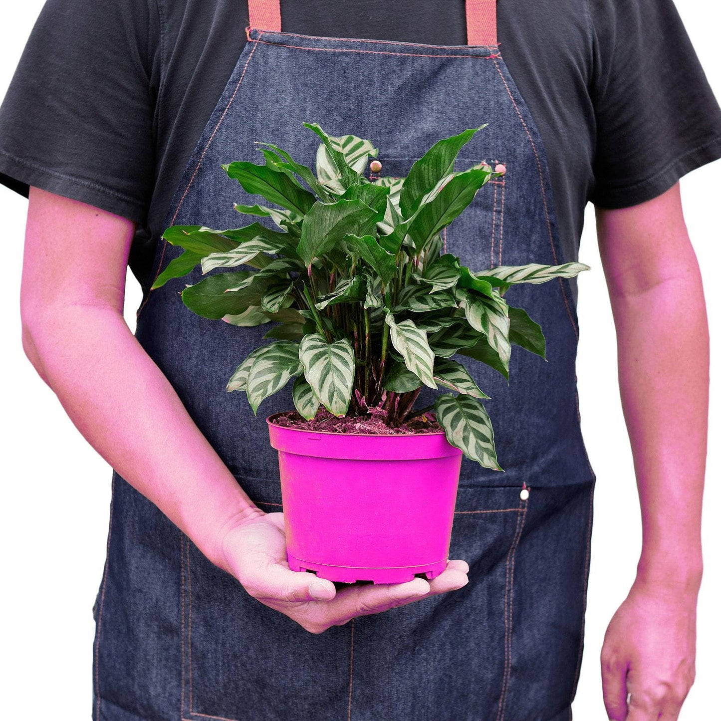 7 Pack Calathea Concinna 'Freddie' in 6in Pot - Live Tropical Houseplant - Easy to Grow | Air Purifying | Pet Friendly | Variegated | USA Growers | The Snobby Leaf