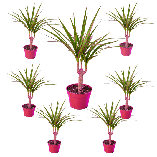 7 Pack Dracaena Marginata Cane in 4in Pot - Live Plants Tropical Houseplants | Variegated | USA Growers | The Snobby Leaf