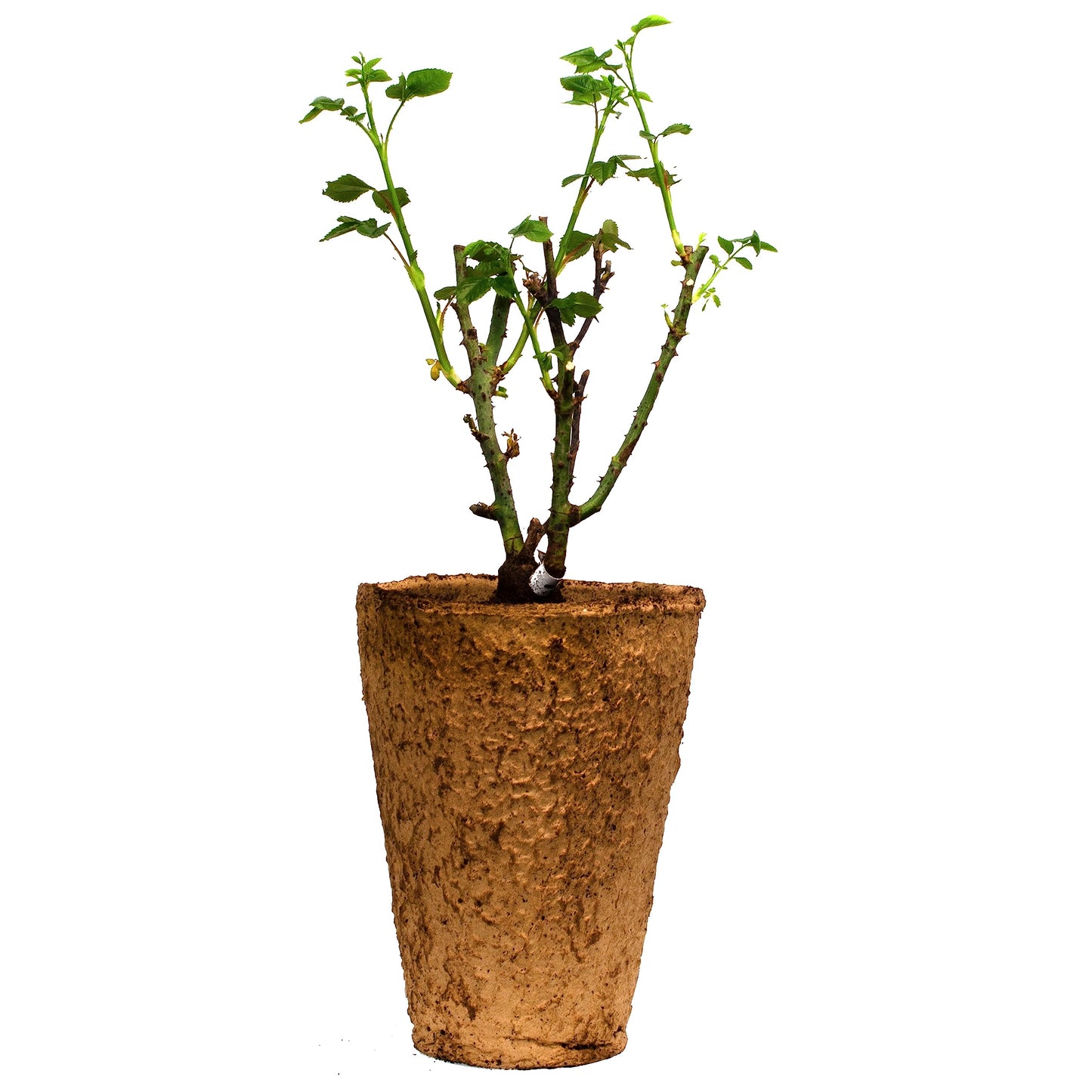 Arborose Quicksilver Climbing Rose Bush - Fragrant Purple Lavender Flowers, Own Root Live Plant, 1.5 Gallon Potted, Hardy Zones 5-9, Repeat Blooming, Stargazer Perennials