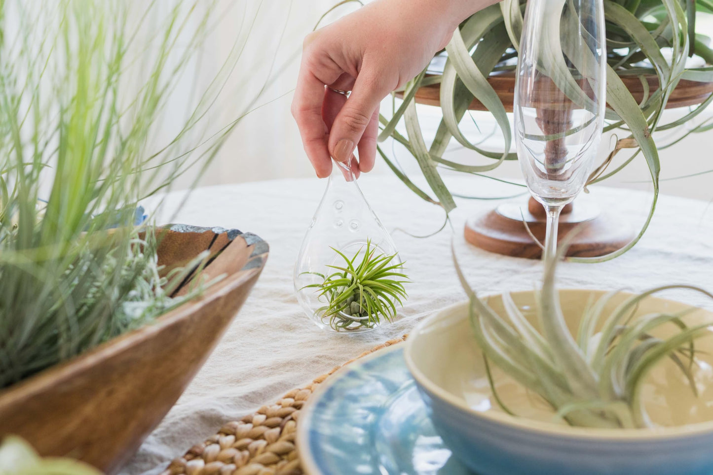 Air Plant Shop 5 Pack XL Tillandsia Ionantha Rubra- Wholesale and Bulk - Succulents - Live Tillandsia - Easy Care Indoor and Outdoor House Plants