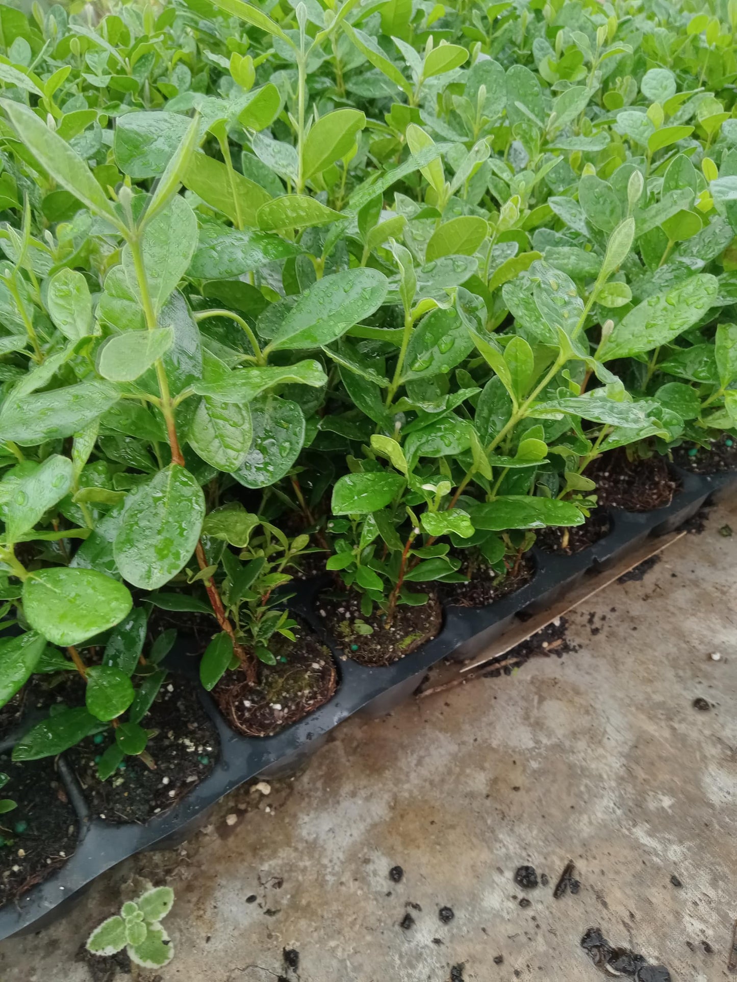 1 Pineapple Guava Live Starter Plant - Feijoa Sellowiana 4 to 6 inch | Evergreen Shrub with Edible Flowers and Fruit