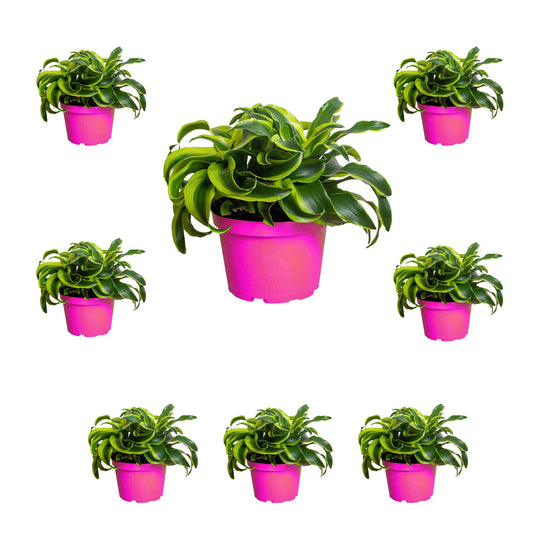 8 Pack Dracaena 'Tornado' in 4in Pot - Live Plants Tropical Houseplants | Variegated | USA Growers | The Snobby Leaf