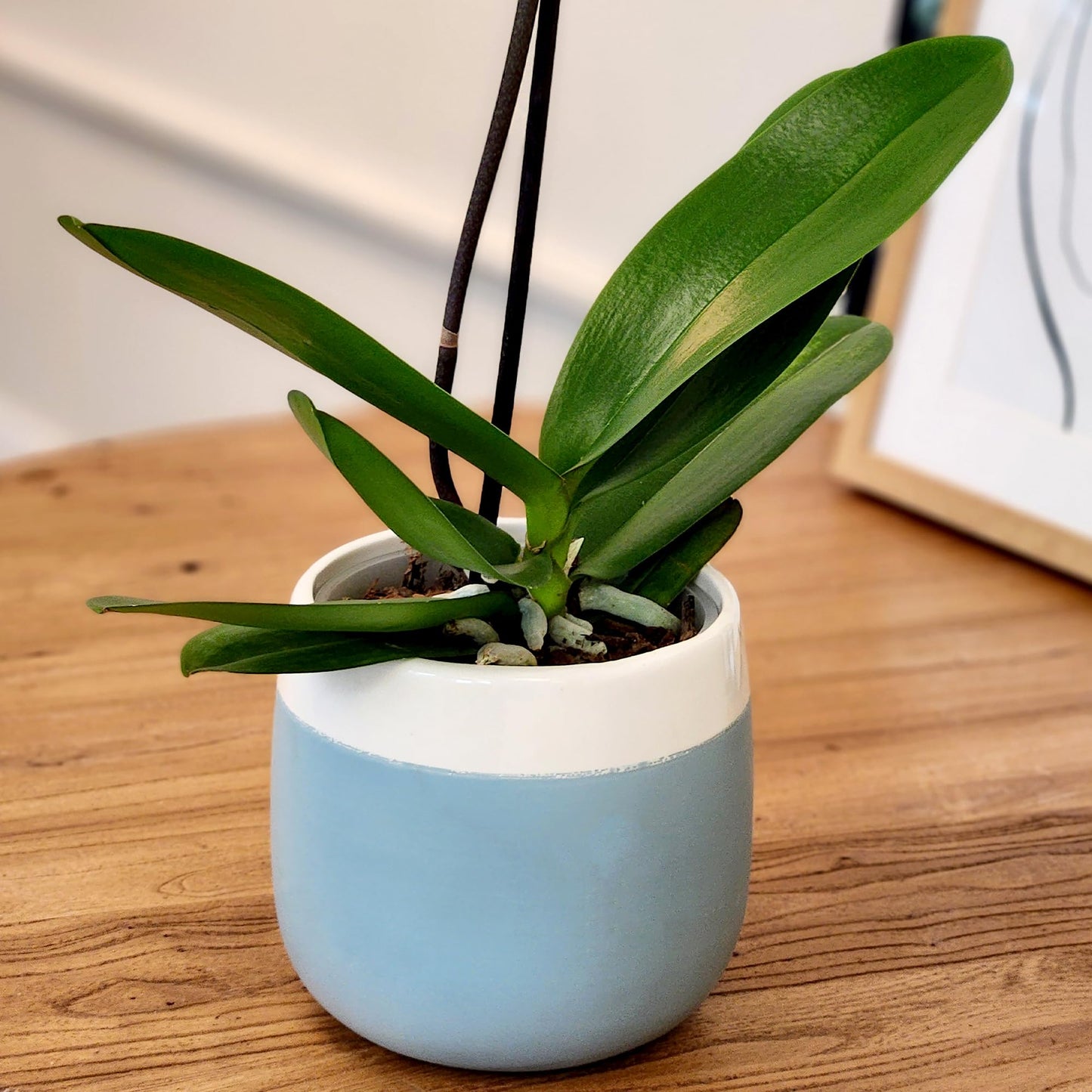 Large Purple Live Orchids Blooming in 5" Blue & White Orchid Pot, Pet Friendly Live Plant Gifts for Plant Lovers, Approx. 22"+ Tall, Real Houseplants, Phalaenopsis Moth Flowers by Plants for Pets