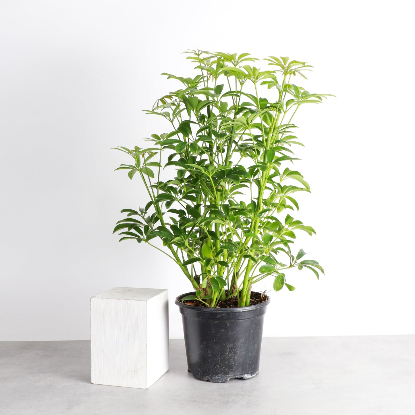 Thorsen's Greenhouse Live Arboricola Umbrella Tree Plant, Schefflera Arboricola, Natural Air Purifier, Easy to Grow, Live Indoor Houseplant, 6-inch Diameter (Growers Pot (6" Pot))