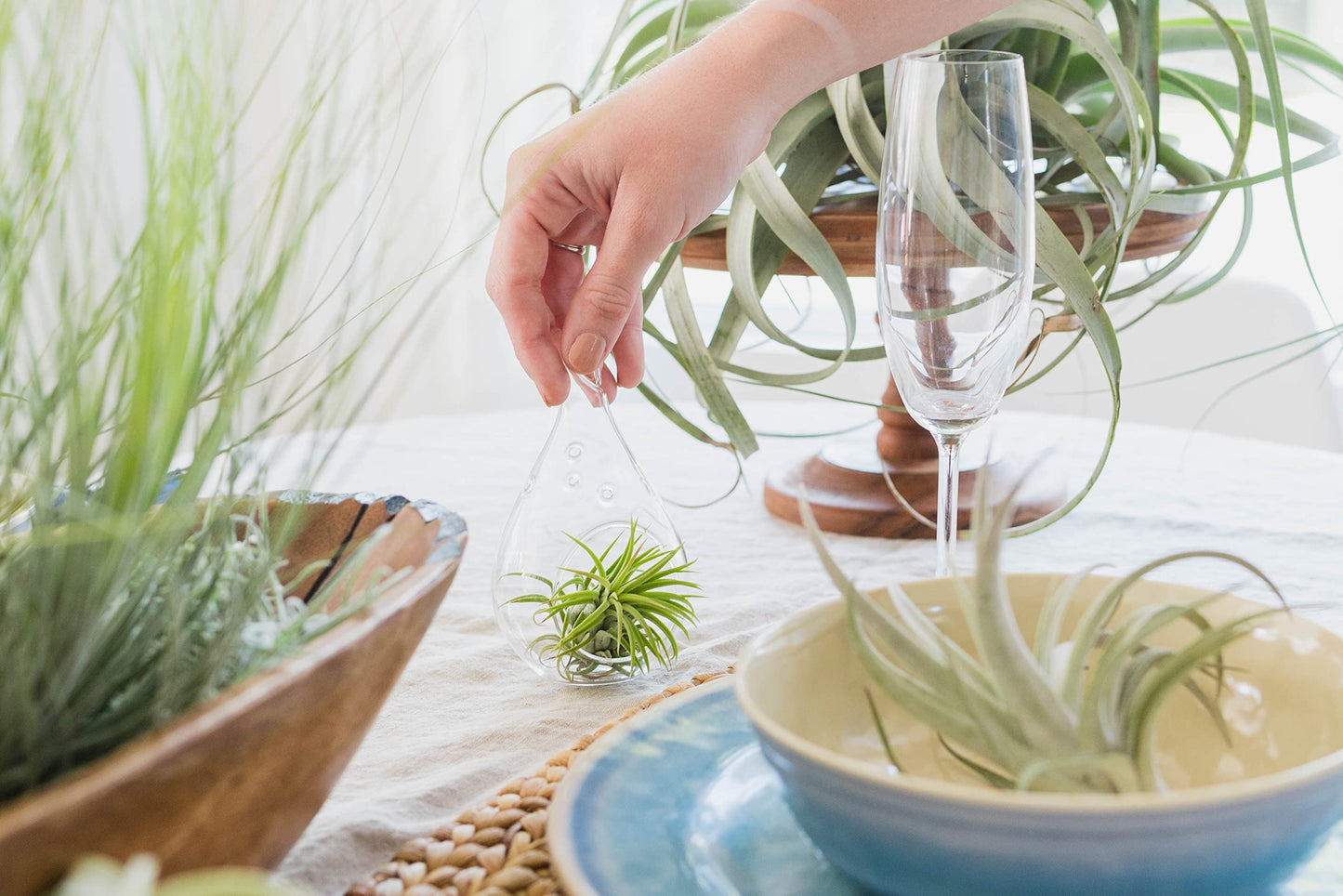 Air Plants The Inca Collection - Live Succulent House Plants - Available in Wholesale and Bulk - Home and Garden Decor - Easy Care Indoor/Outdoor Air Plant (Pack of 3)