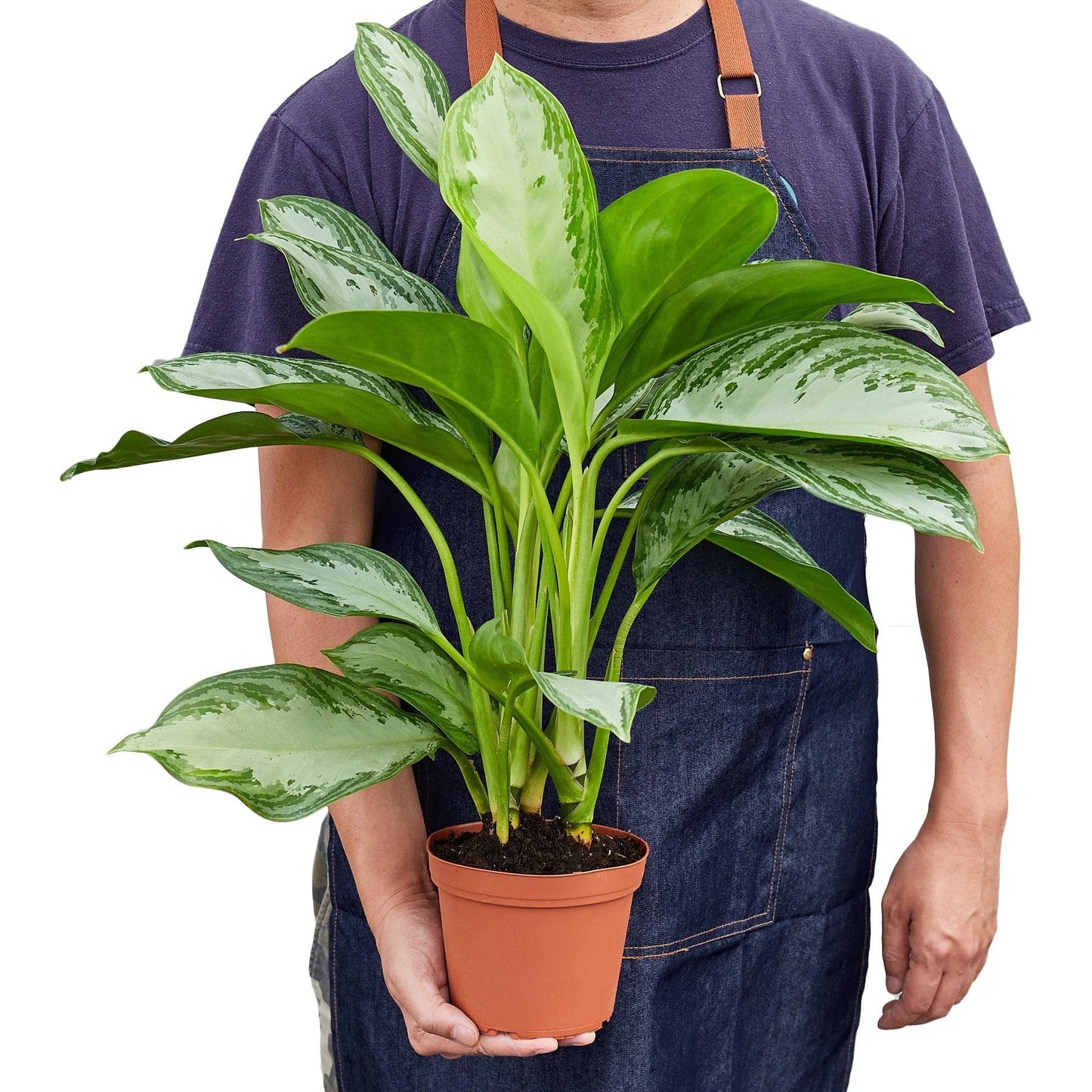 Chinese Evergreen 'Silver Bay' in 6in Pot - Live Plants Tropical Houseplants | Variegated | USA Growers | The Snobby Leaf