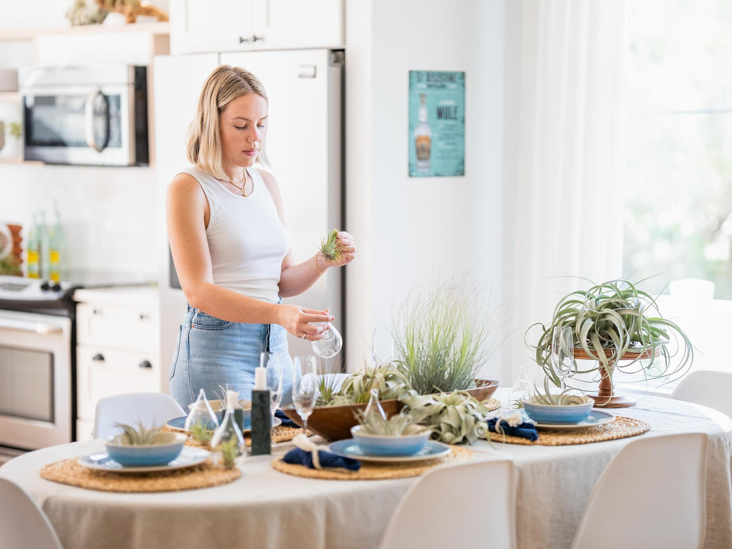 Air Plant Shop Tillandsia Stricta Magnificent - Wholesale and Bulk - Succulents - Live Tillandsia - Easy Care Indoor and Outdoor House Plants