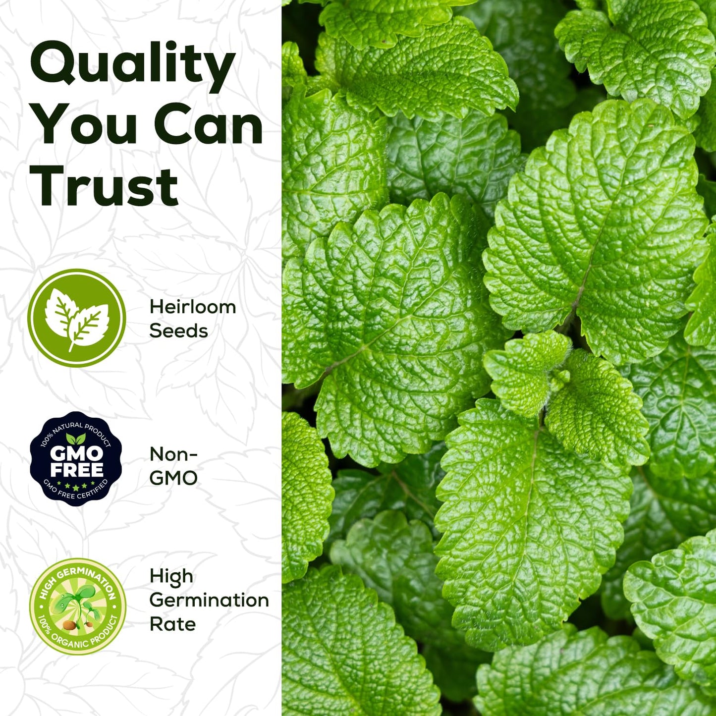 PLANTMEW Mint Seeds for Planting - 3500 Spearmint Seeds, Non-GMO & Heirloom Perennial Herb Seeds for Indoor/Outdoor Herb Garden, Tea, Cocktails (1 Pack)