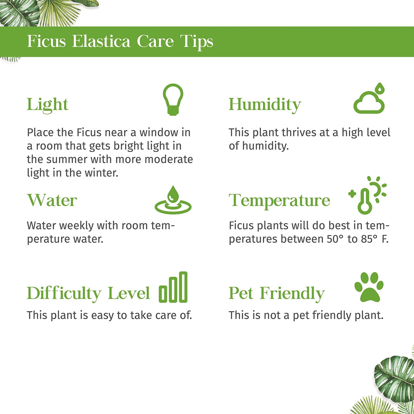 Ficus Elastica Tineke Live Plant for Indoor | Different Houseplants in 4'' & 6'' Pot | Real House Plant for Living Room, Office, Desk & Bathroom | Variegated Rubber Tree