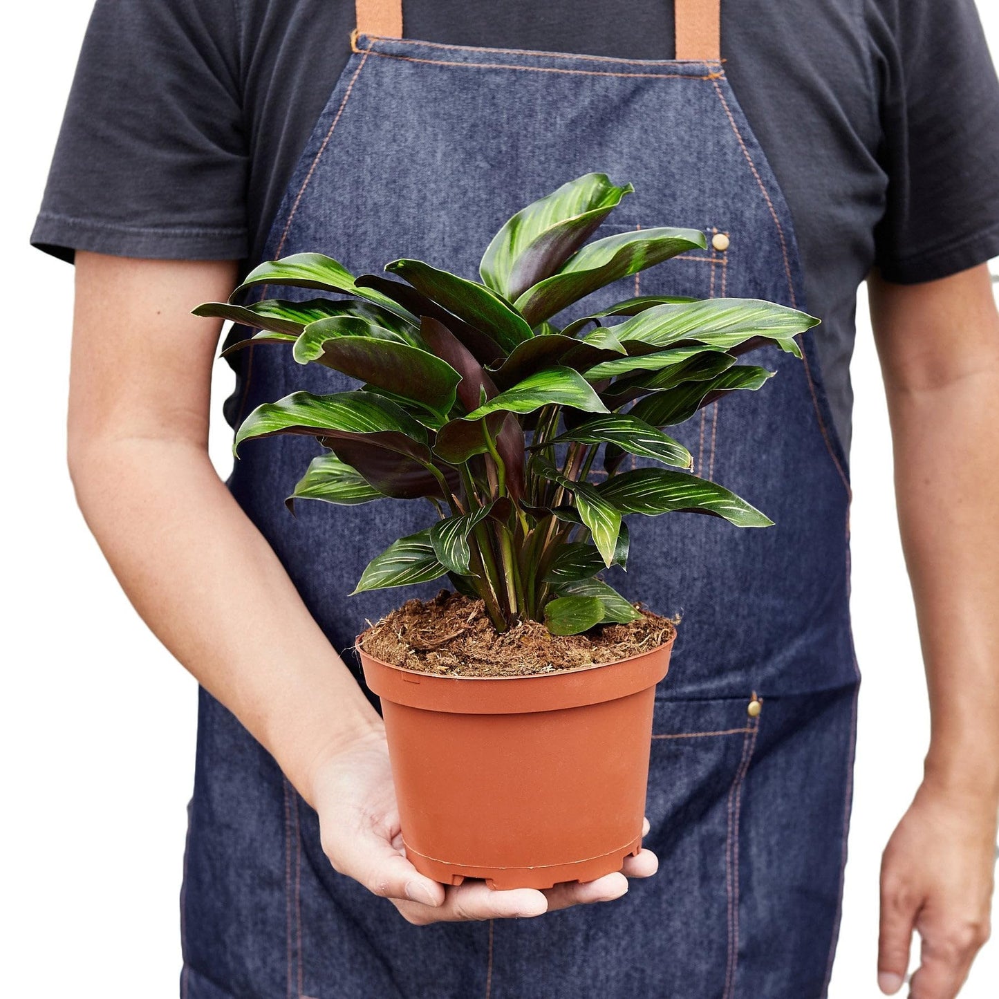 Calathea 'Beauty Star' in 4in Pot - Live Plants Tropical Houseplants | Variegated | USA Growers | The Snobby Leaf