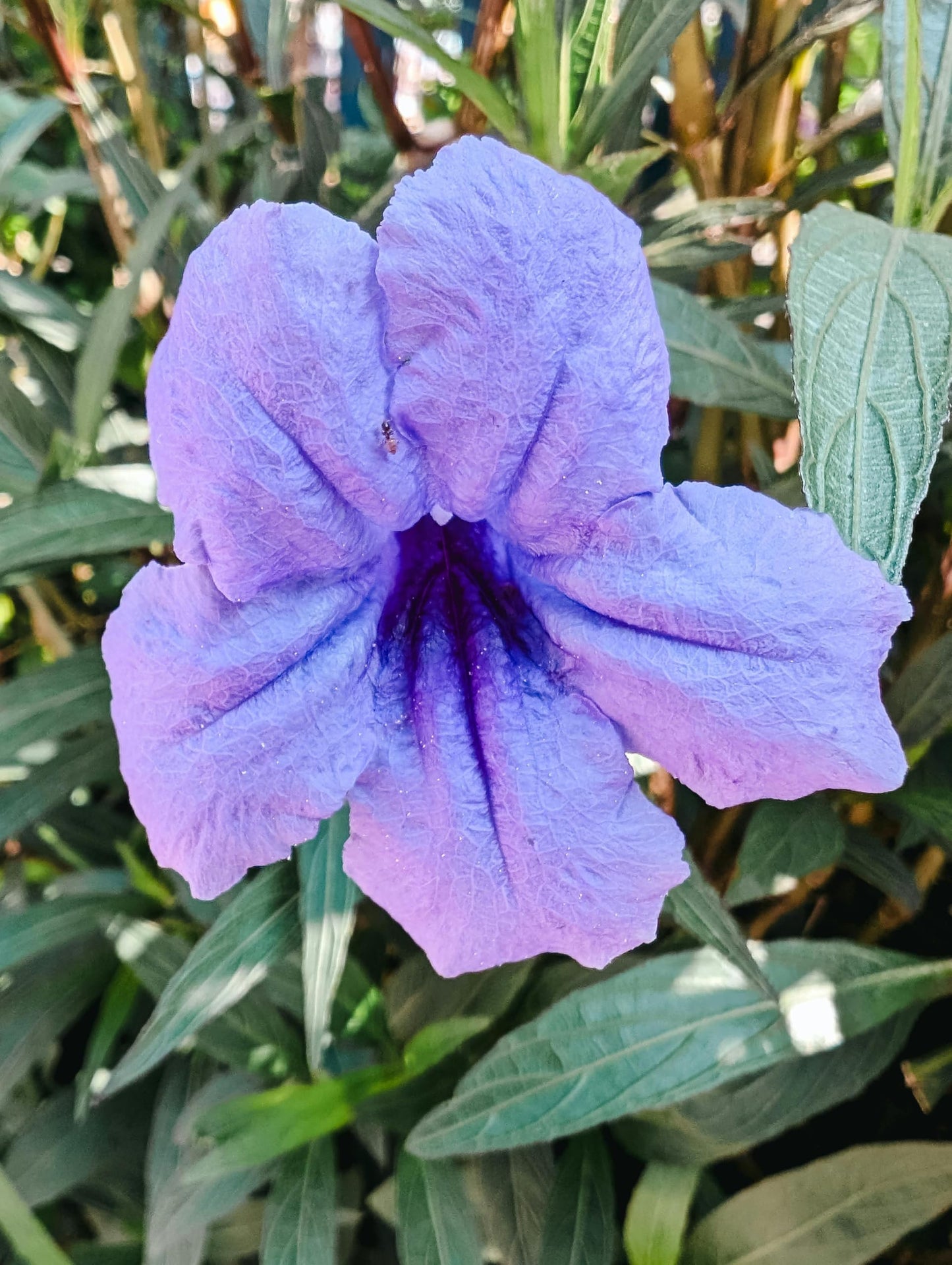 Purple Mexican Petunia Plants – Mexican Bluebell Pack of 3 Live Starter Plants (6-8 Inches Tall) – Ruellia brittoniana, Purple Showers, Fast-Growing