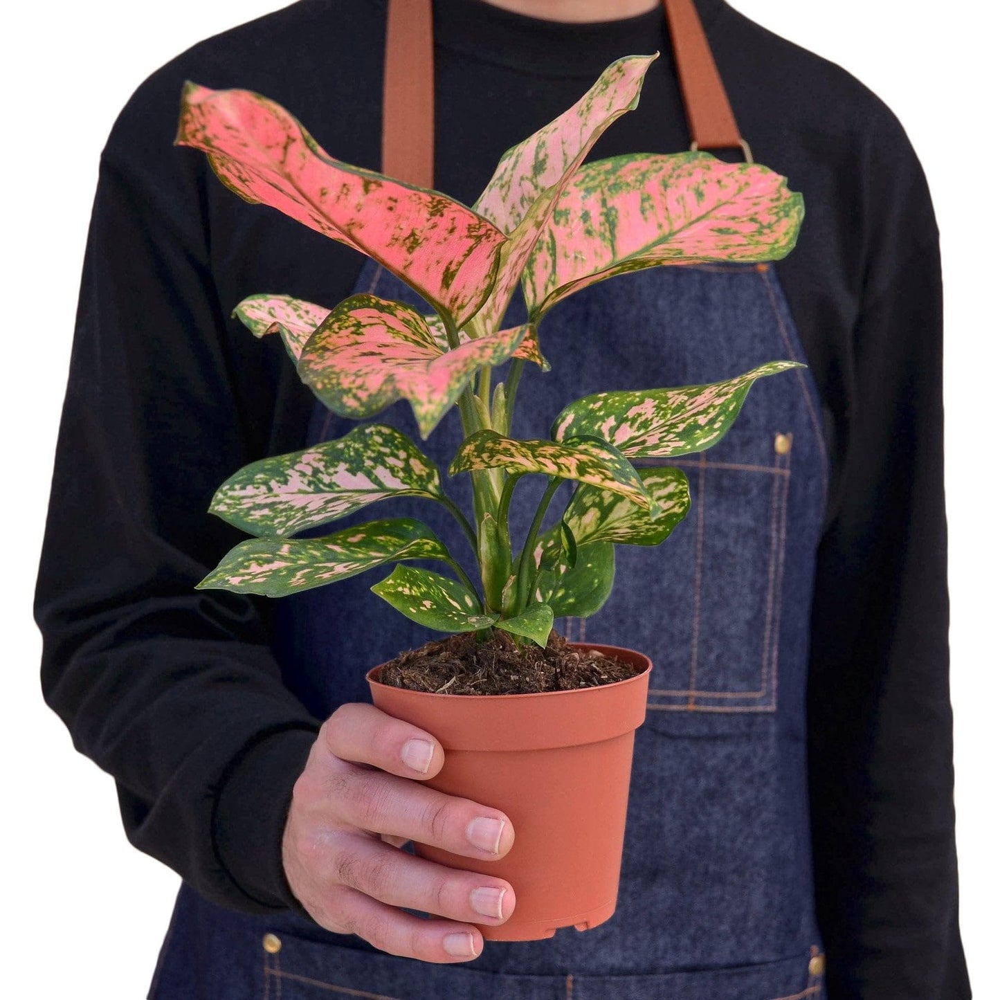 7 Pack Chinese Evergreen 'Lady Valentine' in 4in Pot - Live Plants Tropical Houseplants | Variegated | USA Growers | The Snobby Leaf