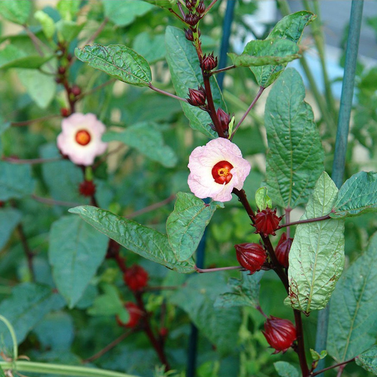 Palm Beach Medicinal Herbs - Red Roselle (Hibiscus sabdariffa) - Packet of 50 Seeds