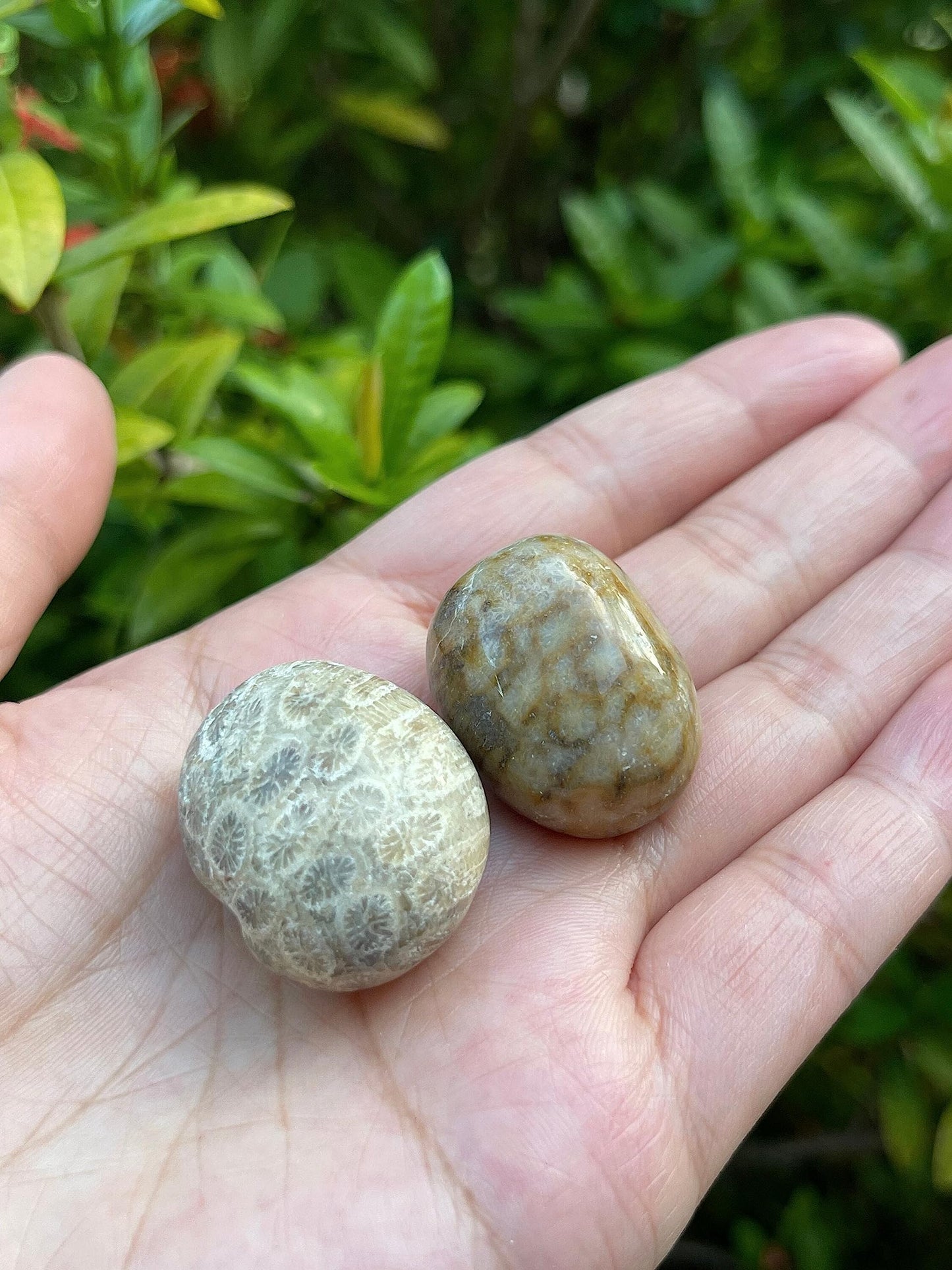 GAF TREASURES Wholesale Fossil Coral Tumbled Stones, Polished Natural Fossil Coral Gemstone, Fossil Coral Polished Rocks (Fossil Coral, 0.25 Pound)