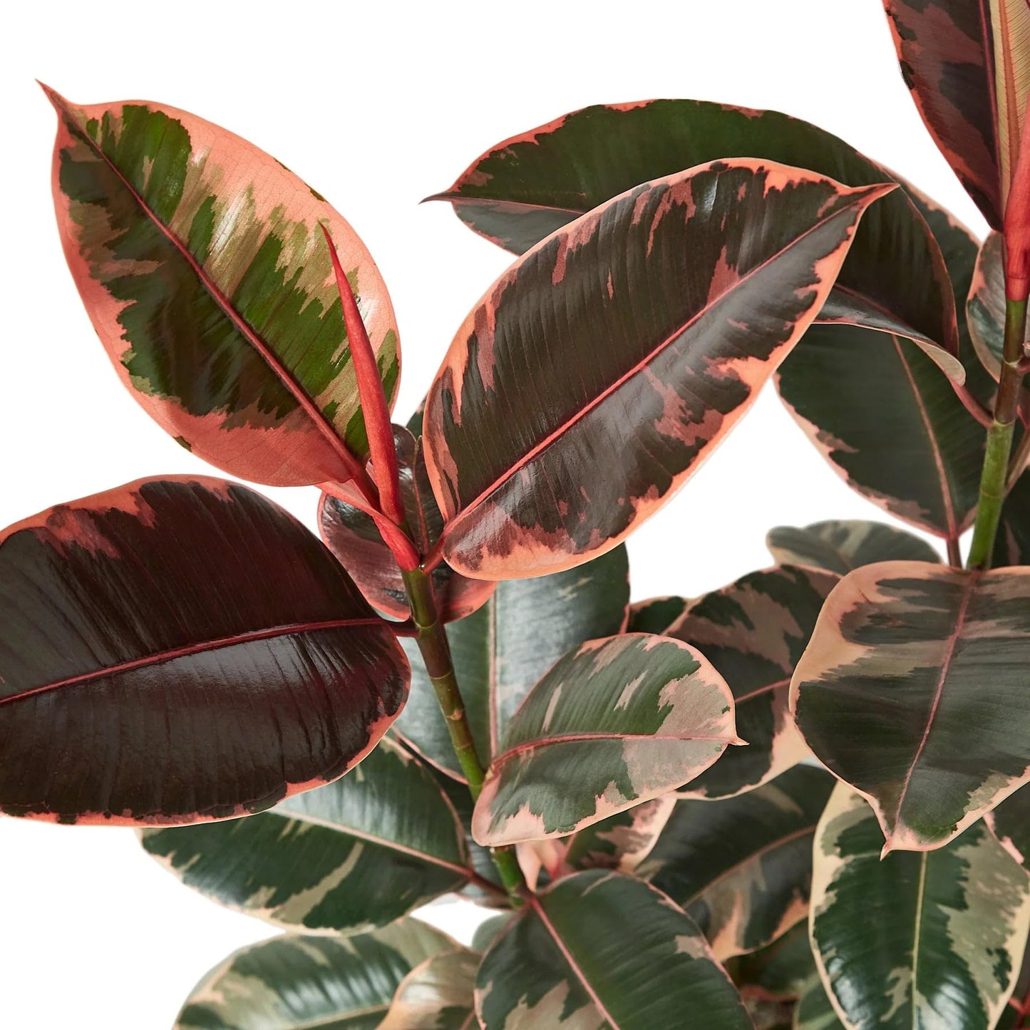 8 Pack Ficus Elastica 'Ruby Pink' in 6in Pot - Live Plants Tropical Houseplants | Variegated | USA Growers | The Snobby Leaf