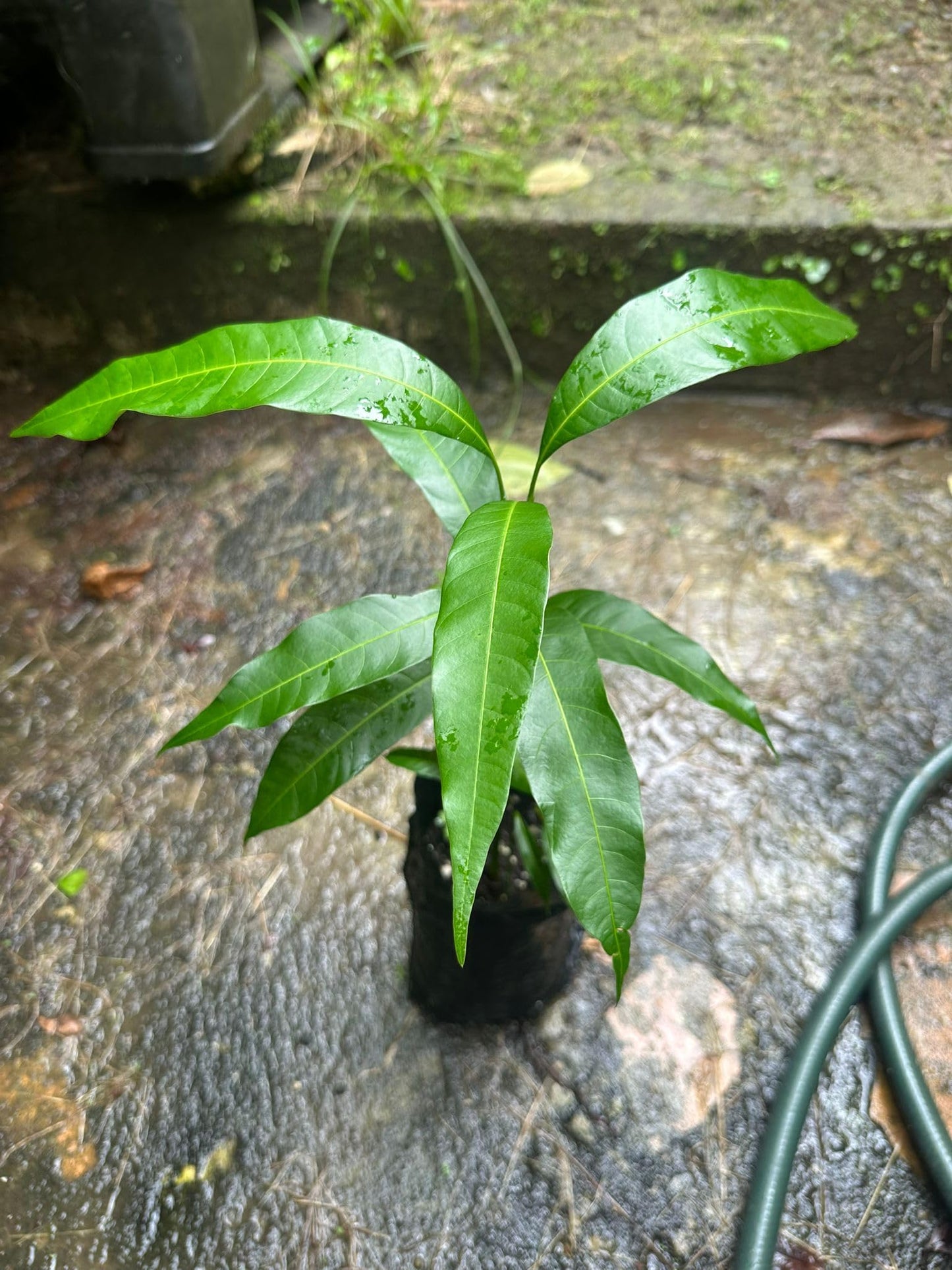 Palmer Mango Tree – 8–12 in Live Tropical Fruit Tree Seedling (Mangifera Indica) | Naturally Grown from Seed | Sweet, Low-Fiber Mango Variety | Fast-Growing Live Plant for Home Garden or Patio