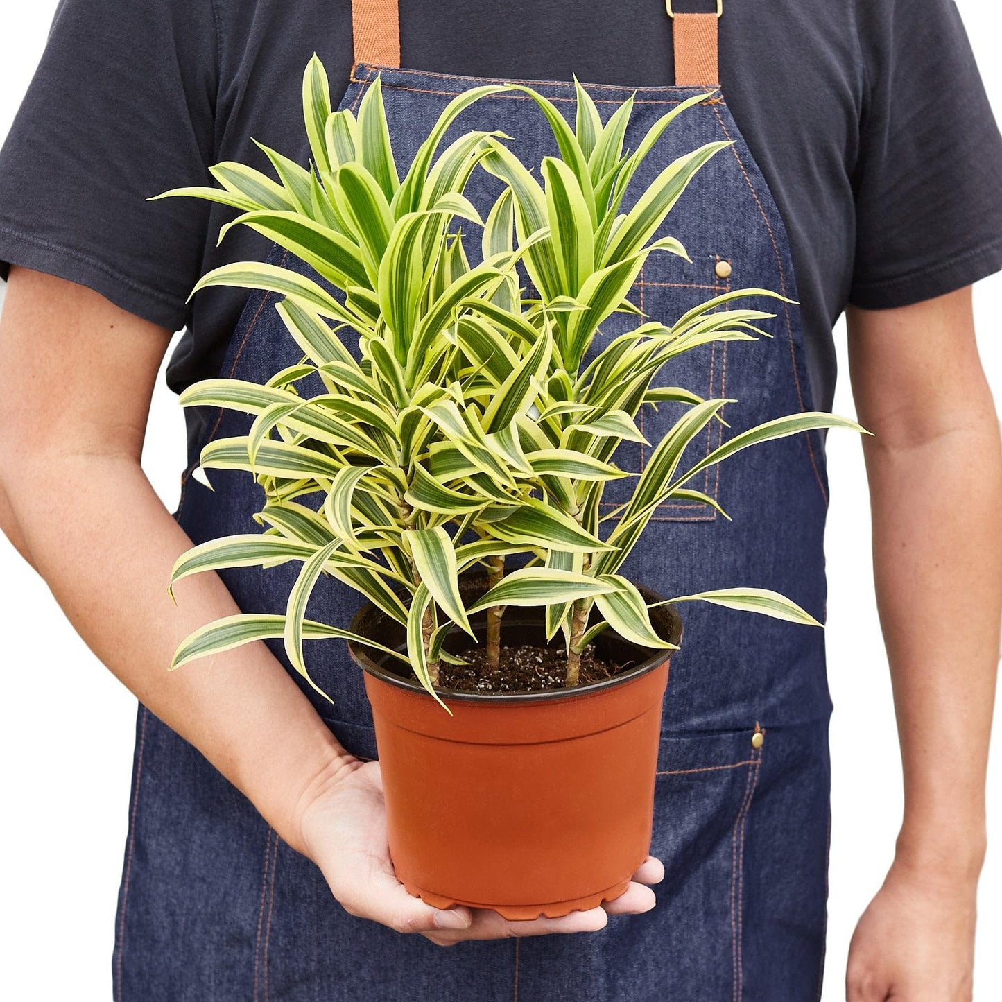 3 Pack Dracaena 'Song of India' in 4in Pot - Live Plants Tropical Houseplants | Variegated | USA Growers | The Snobby Leaf