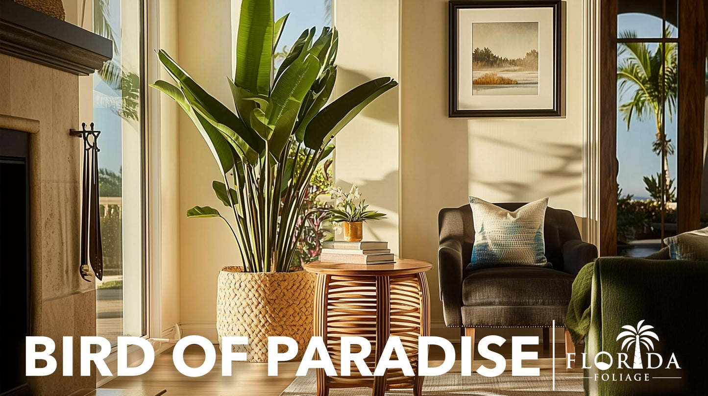 Bird of Paradise - White | Large Trade Gallon Size Plant | Strelitzia Reginae | Tropical House Decor, Indoor Foliage, Exotic Houseplant, Easy Care, Fast Growing, Flowering Accent, Unique Leaves