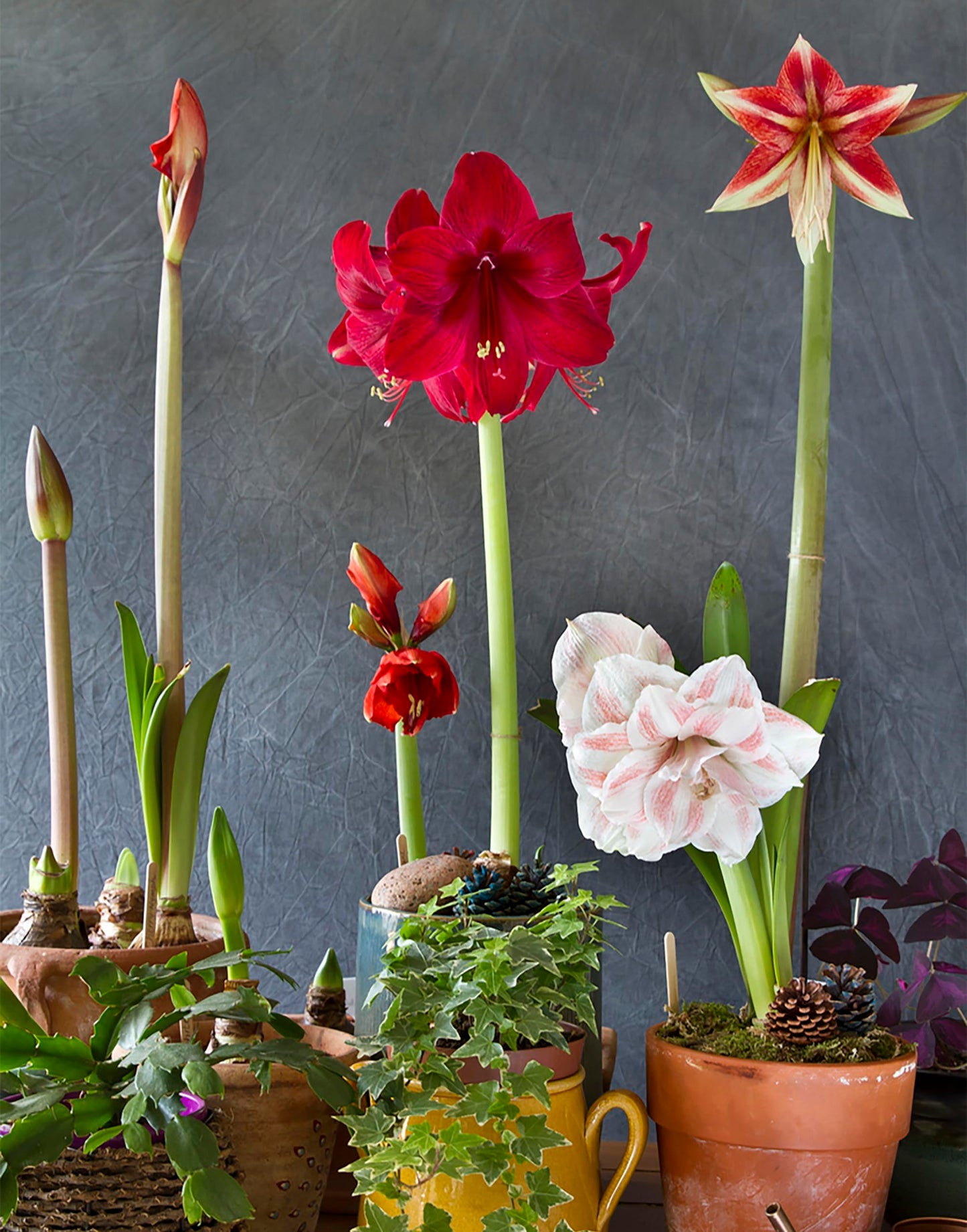 Marde Ross & Company Ferrari Amaryllis – Large Red Bare Root Bulb – 28-30 cm – 1-2 Stems with Up to 8 Flowers – Ideal for Indoor & Outdoor Planting – Stunning Floral Display