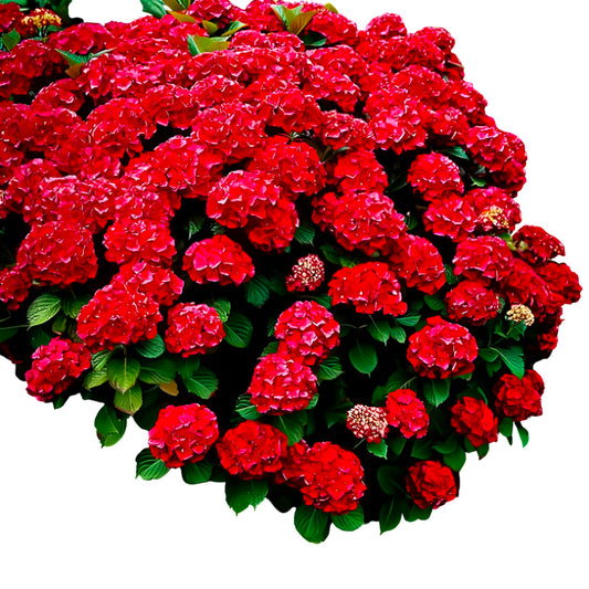 Red Hydrangea Shrub Live Plant – Hardy Flowering Shrub with Vibrant Red Blooms for Garden, Landscape & Outdoor Decor (2 Gallon/Potted/Single Plant)