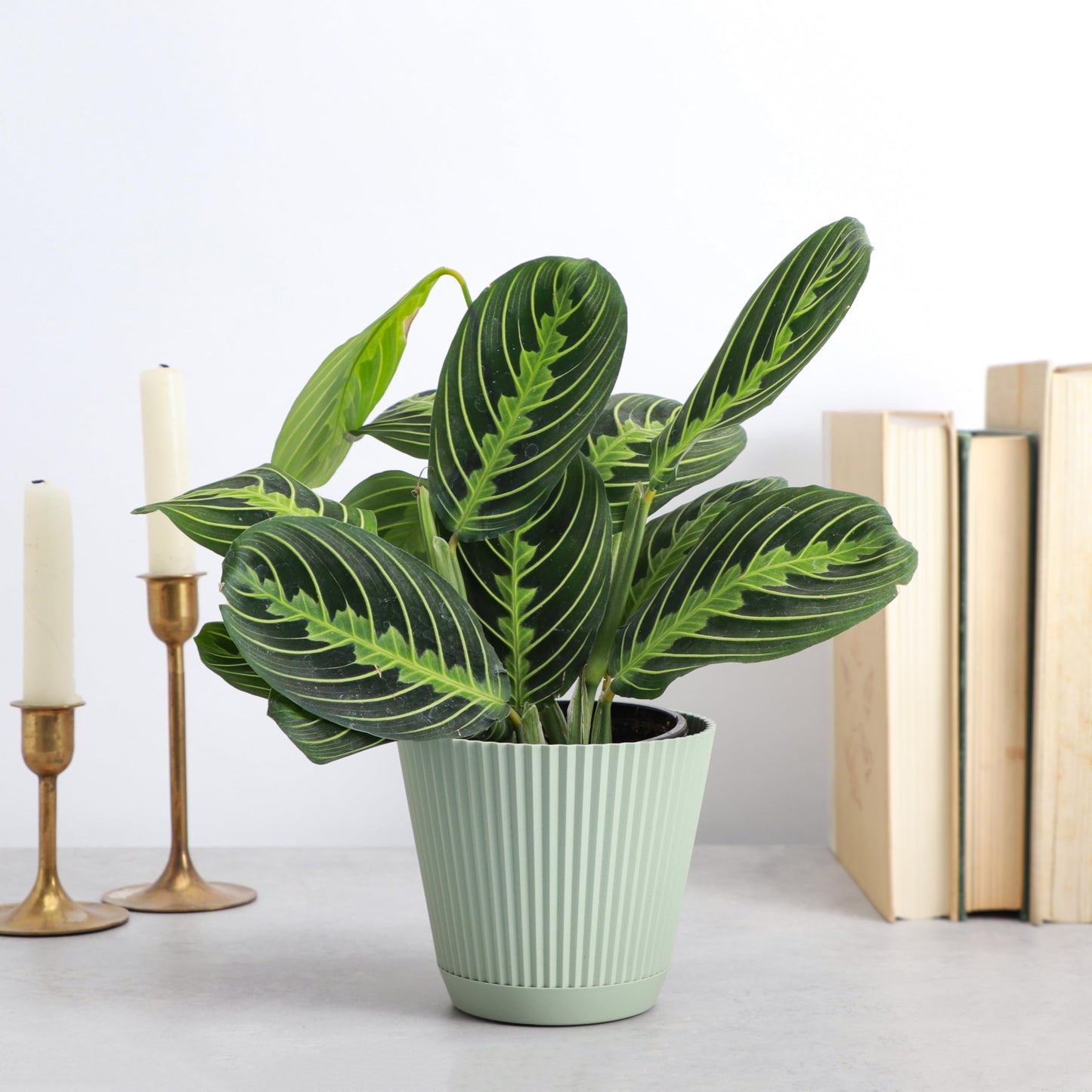 Thorsen's Greenhouse Lemon Lime Prayer Plant, Live Indoor Plant, Pet Friendly, Attractive Houseplant, Lemon Maranta, Natural Air Purifier, Easy to Grow, 4" Diameter Pot (Sage)