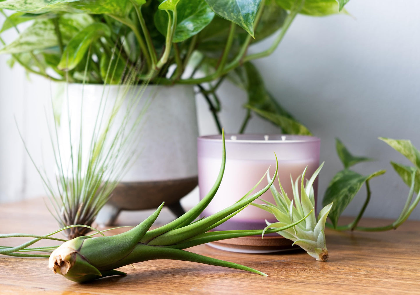 Tillandsia Air Plants Live Indoor Plants (100 Pack), Air Plants Bulk Party Favors or Wedding Favors Live Plants, Air Plant Lover Gifts, DIY Terrarium Kit, Air Succulents Plants Live by Plants for Pets