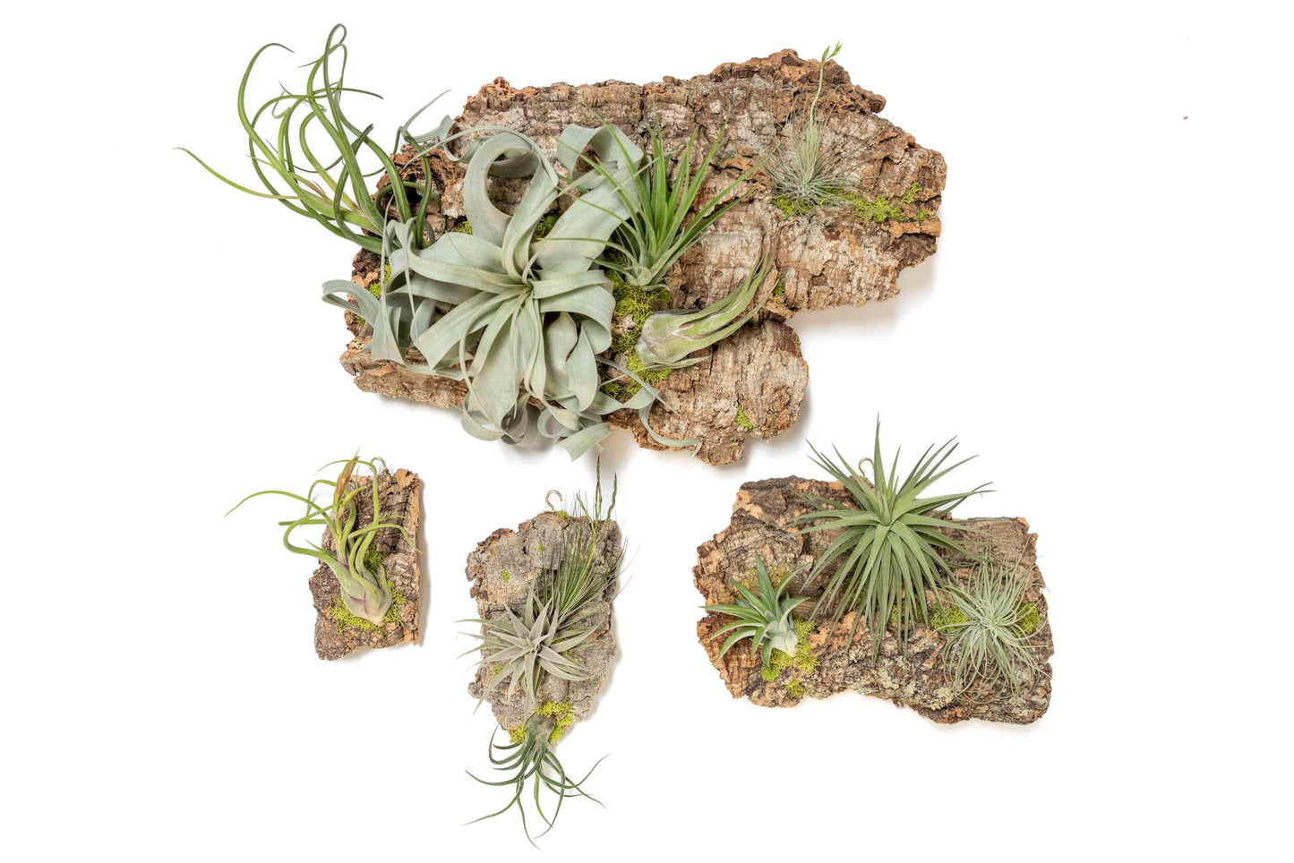 Air Plant Shop Fully Assembled Air Plant Cork Bark Displays - Wholesale and Bulk - Succulents - Live Tillandsia - Easy Care Indoor and Outdoor House Plants (Chunk)