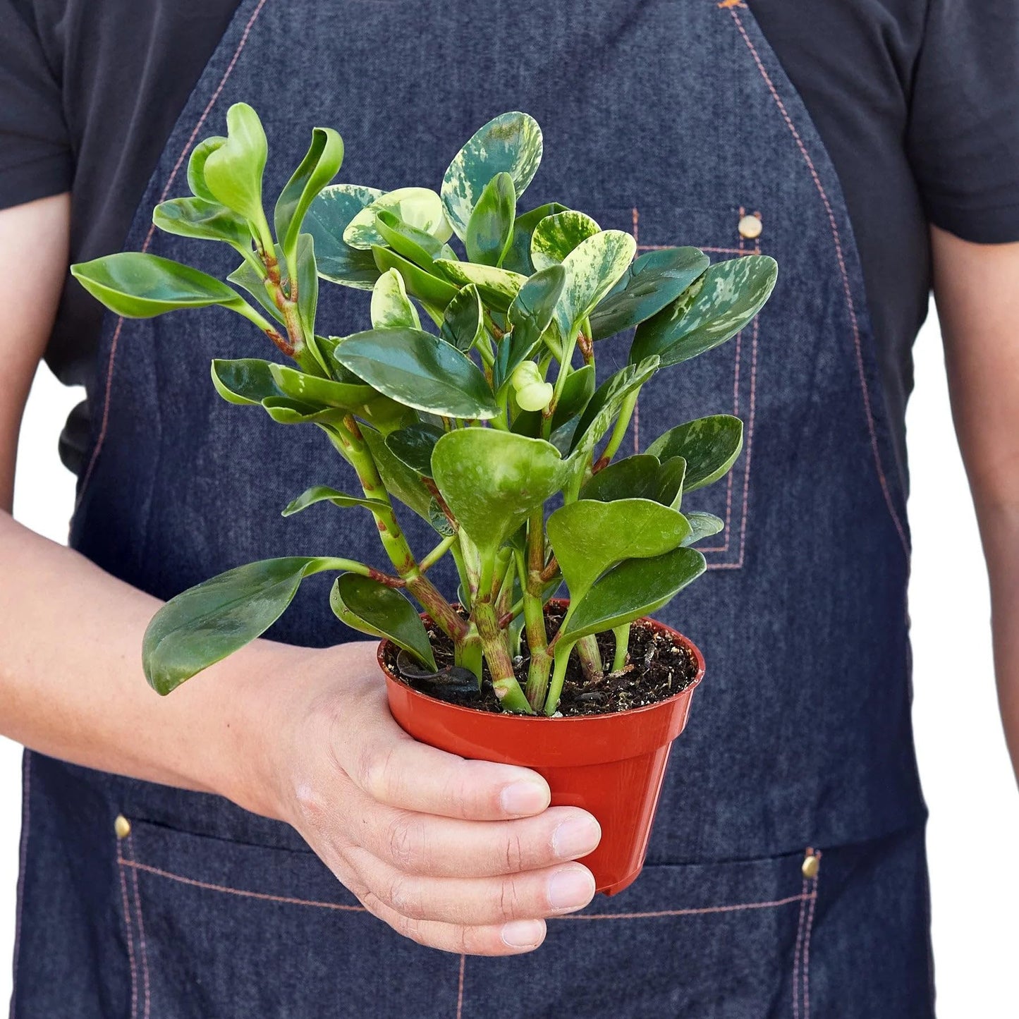 Peperomia 'Marble' in 3in Pot - Live Plants Tropical Houseplants | Variegated | USA Growers | The Snobby Leaf