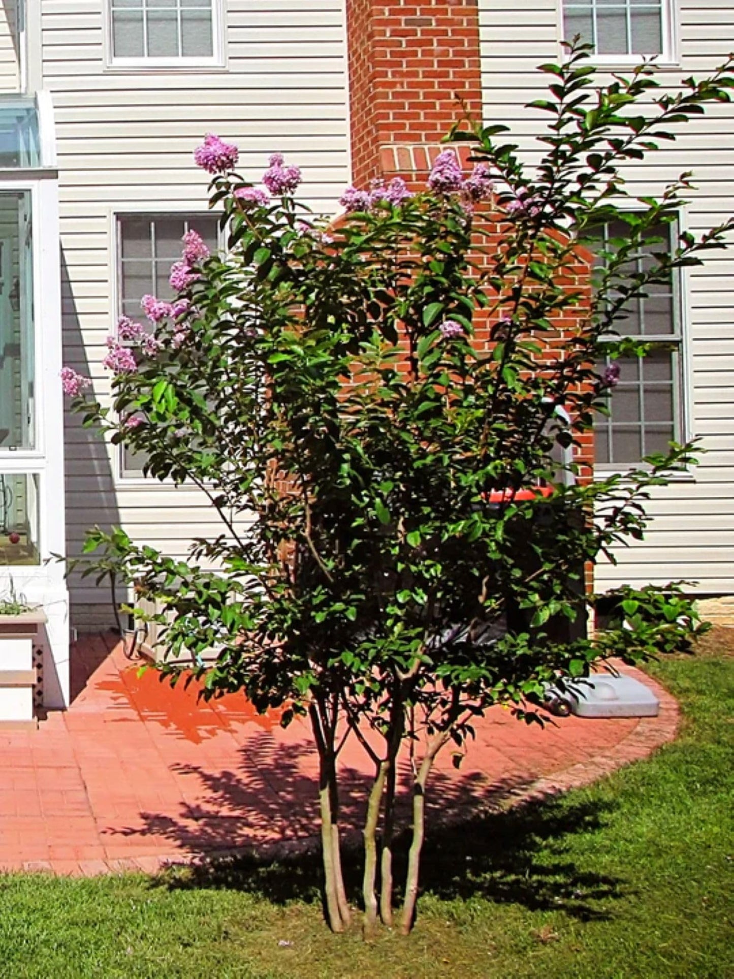 American Plant Exchange Muskogee Crape Myrtle, Live Large 3-Gallon Pot, Light Lavender Flowers, Red-Orange Fall Foliage, Hardy, 100 Days of Blooming, Indoor/Outdoor Landscape/Houseplant