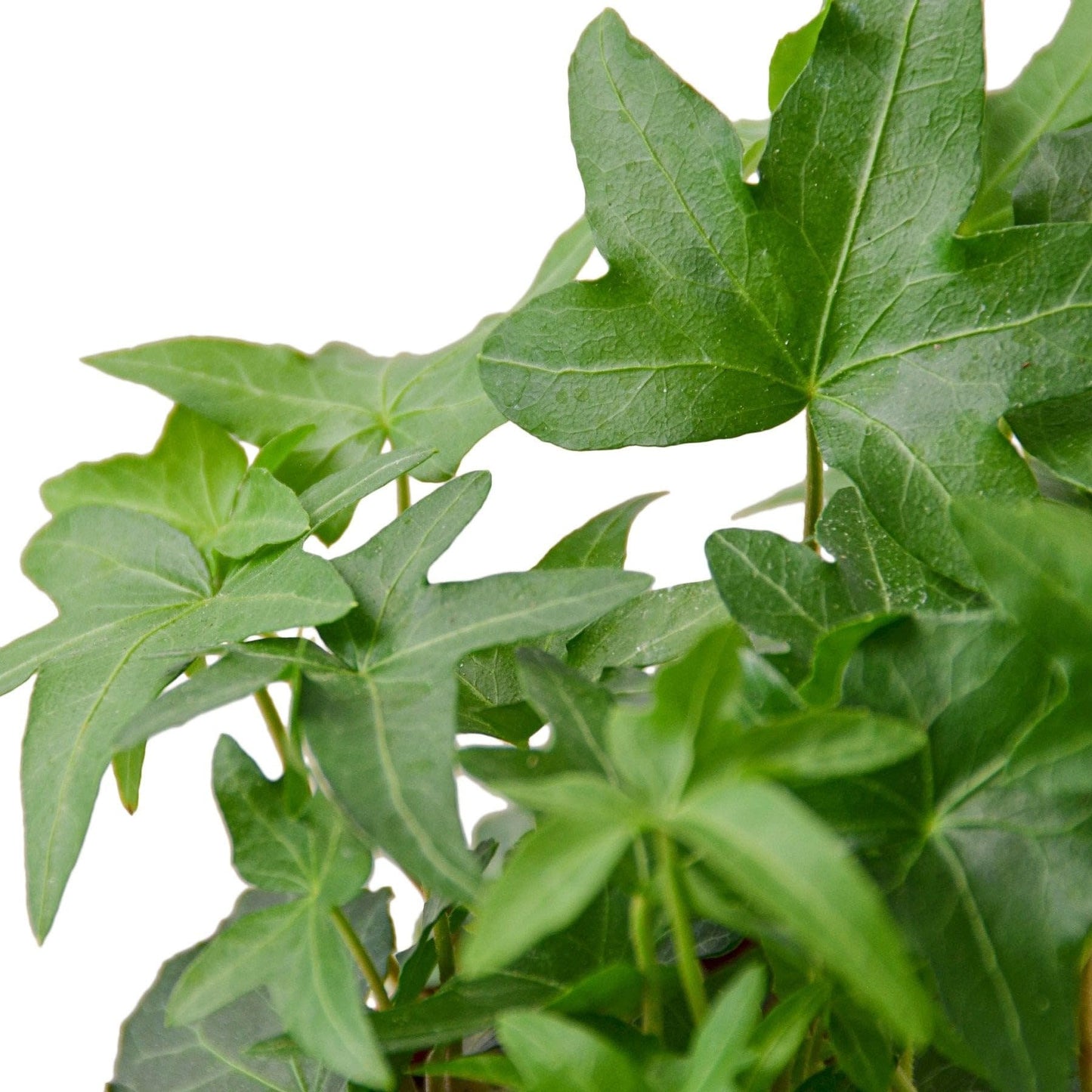 English Ivy Green California | Live Plant for Indoor & Outdoor | for Living Room, Office, Bathroom | (4" Pot)