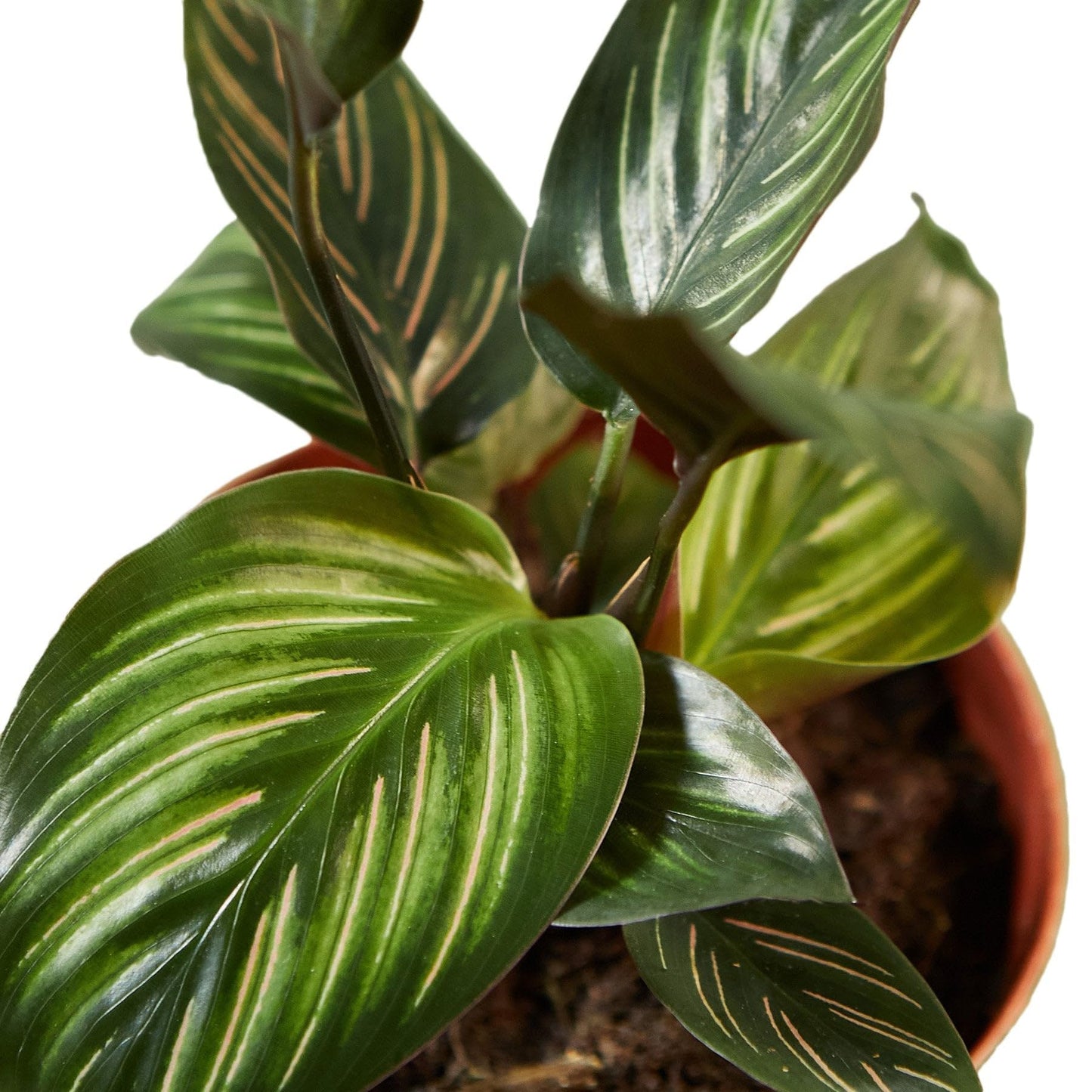 Calathea 'Beauty Star' | Live Plant for Indoor & Outdoor | for Living Room, Office, Bathroom | (4" Pot)