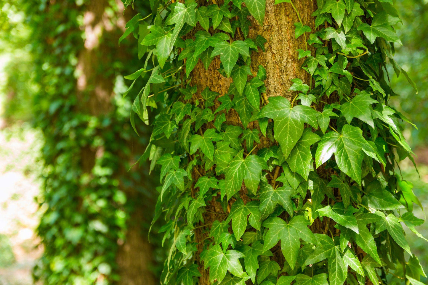 English Ivy Hoop - Live Plant in a 4 Inch Pot - Hedera Helix - Florist Quality - Beautiful Easy Care Indoor Air Purifying Topiary Houseplant Vine